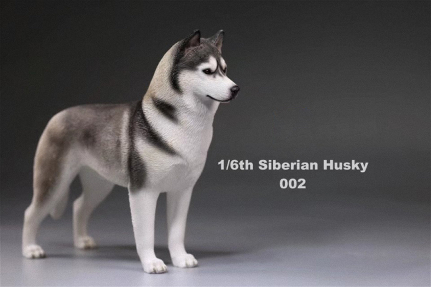 1/6 Siberian Husky Figure