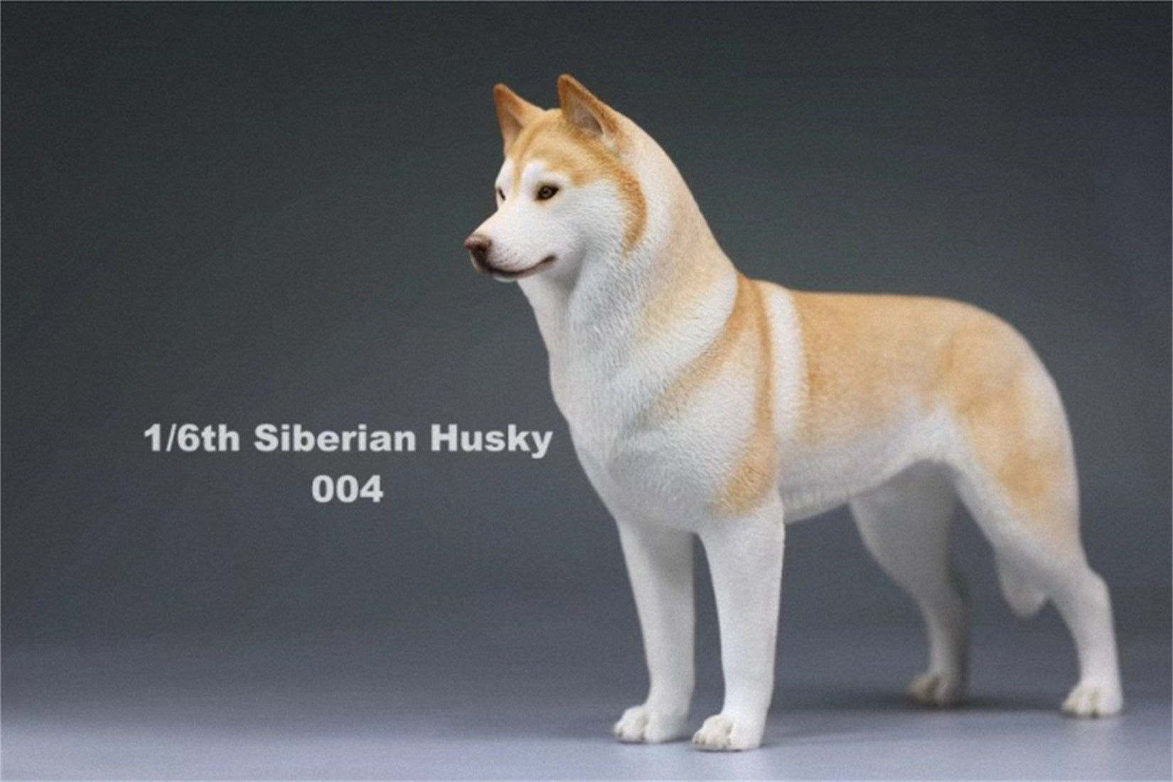 1/6 Siberian Husky Figure