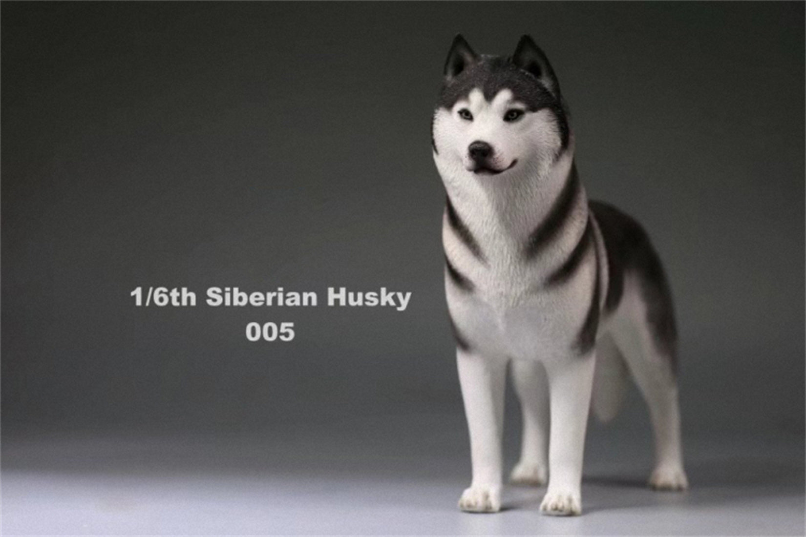 1/6 Siberian Husky Figure