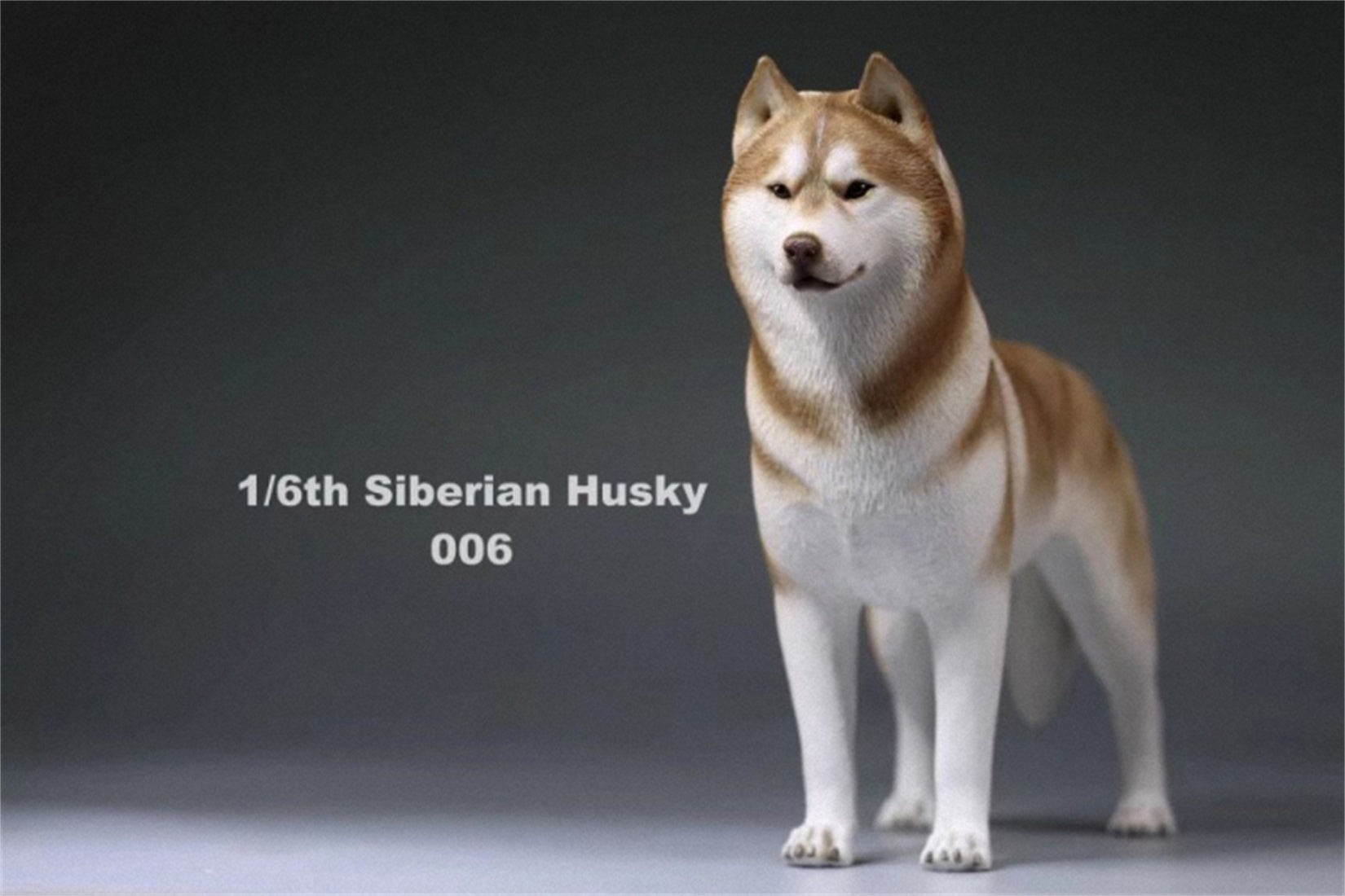 1/6 Siberian Husky Figure