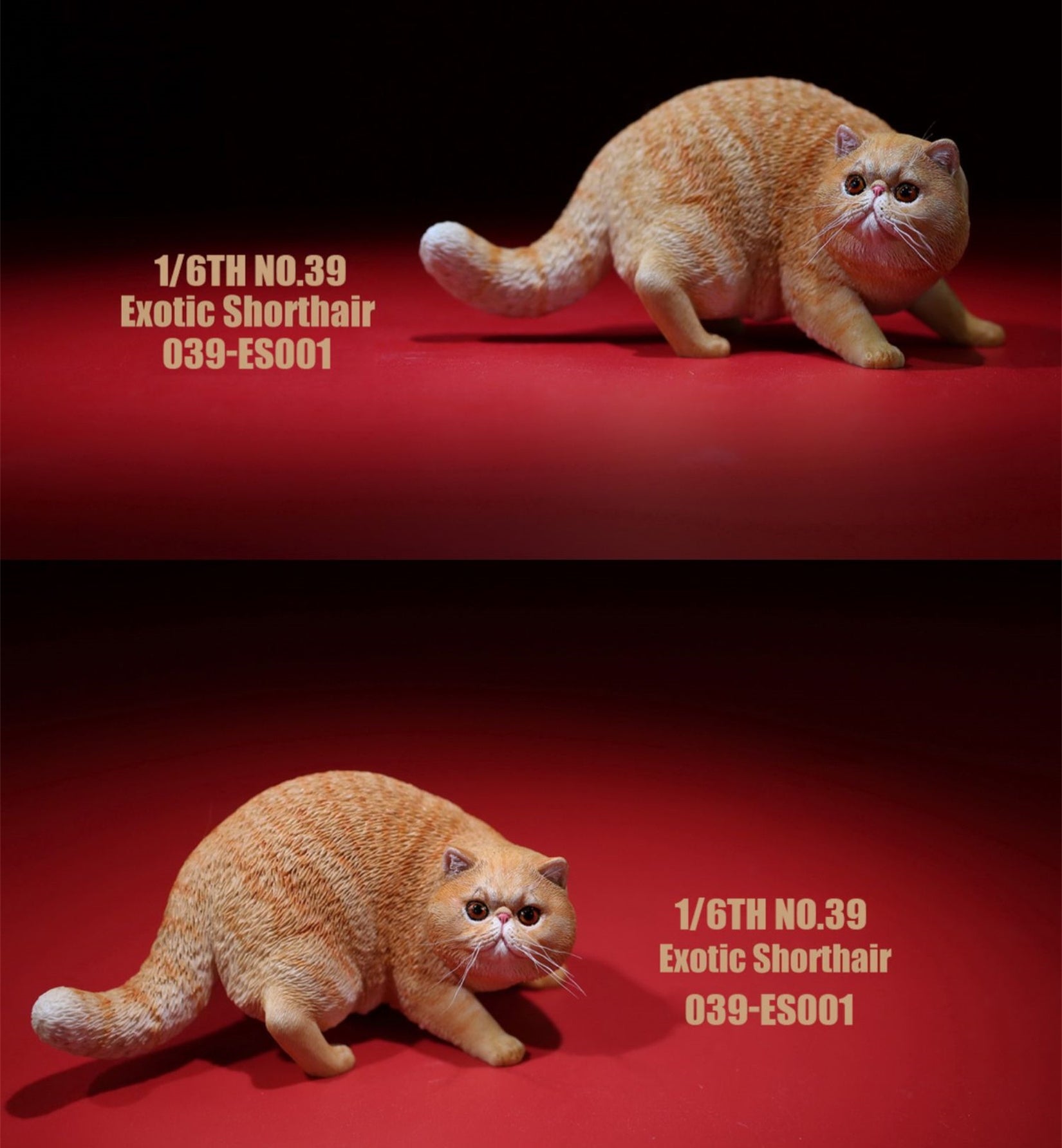 1/6 Exotic Shorthair Figure