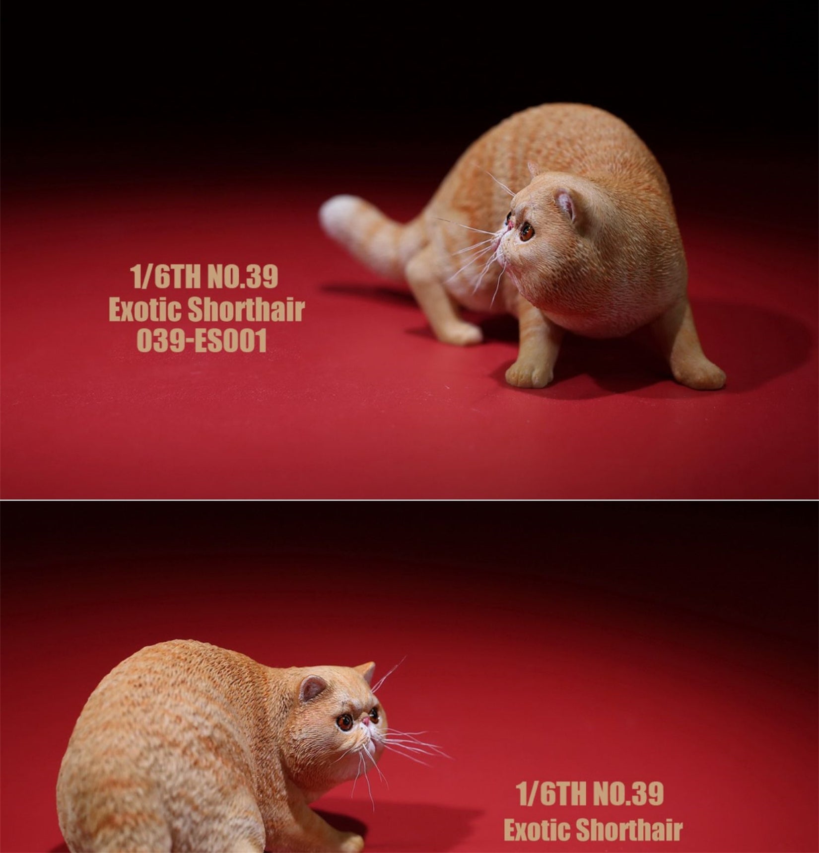 1/6 Exotic Shorthair Figure