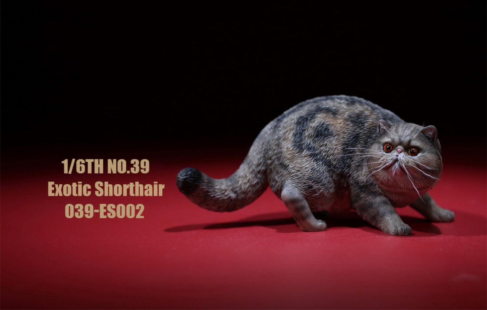 1/6 Exotic Shorthair Figure