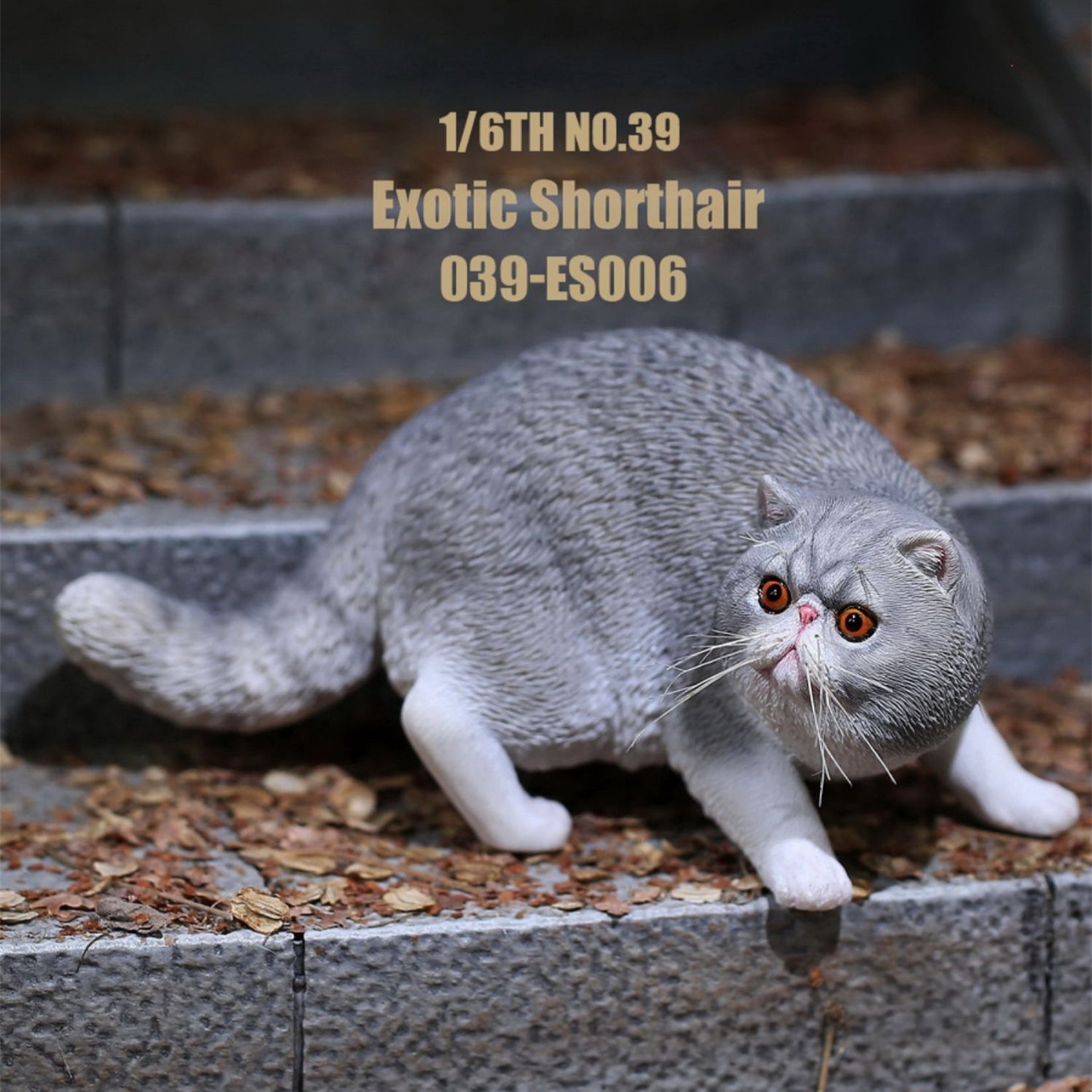 1/6 Exotic Shorthair Figure