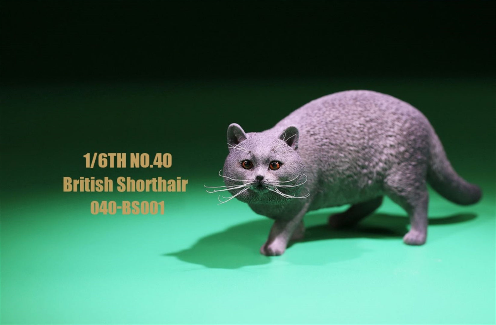 1/6 British Shorthair Figure