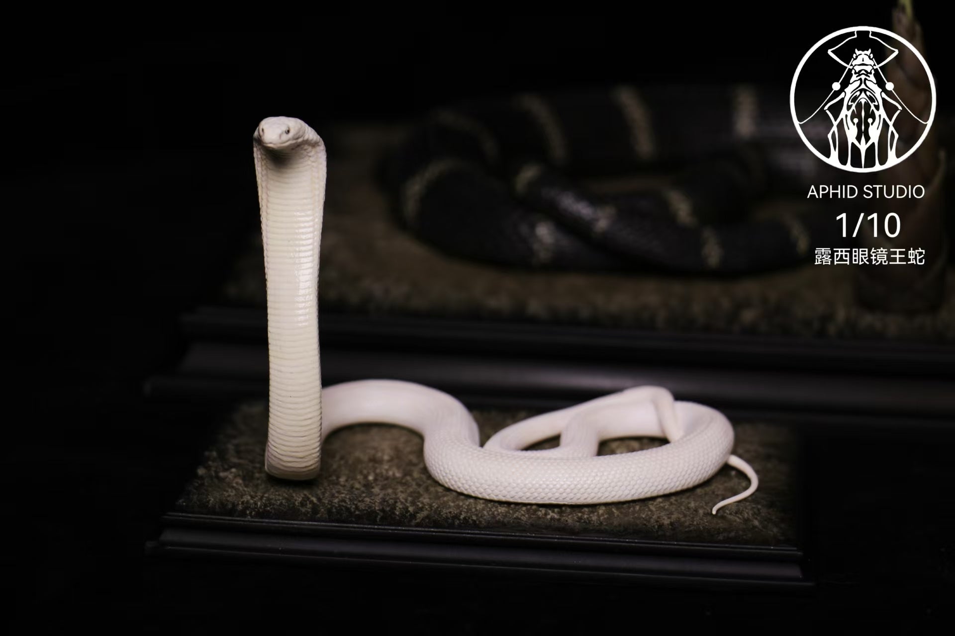 APHID STUDIO Northern King Cobra Model