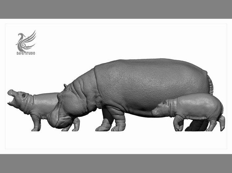 DAFEI Hippopotamus amphibius Model