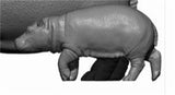 DAFEI Hippopotamus amphibius Model