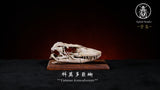 APHID STUDIO Snow leopard Gorilla Komodo dragon Skull Model