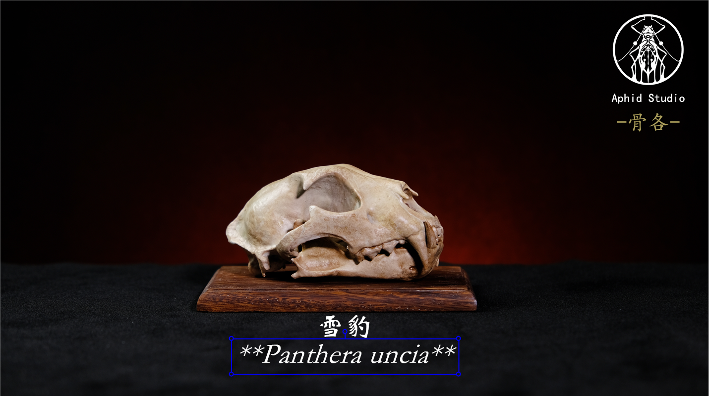APHID STUDIO Snow leopard Gorilla Komodo dragon Skull Model