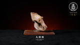 APHID STUDIO Snow leopard Gorilla Komodo dragon Skull Model