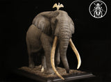 APHID STUDIO African Elephant Tim Model
