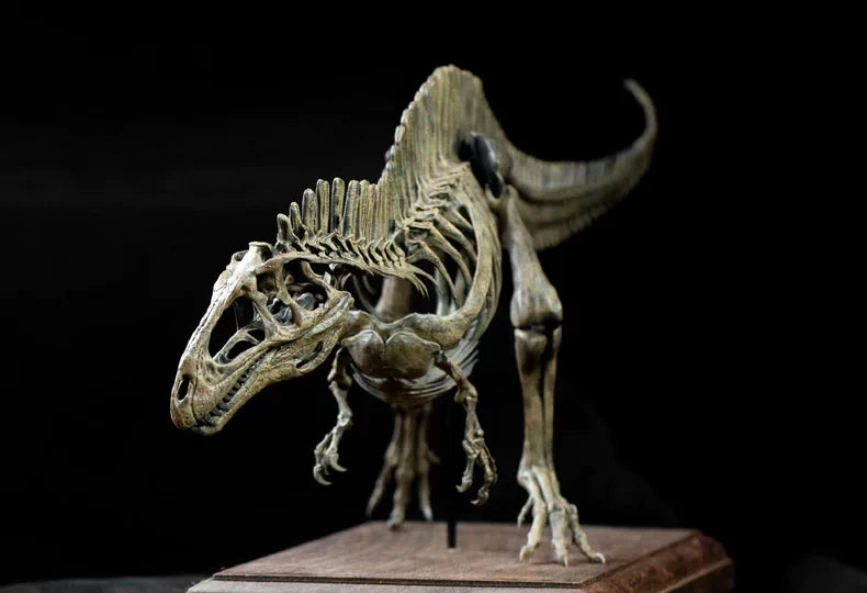 1/20 Acrocanthosaurus Skull Skeleton Model