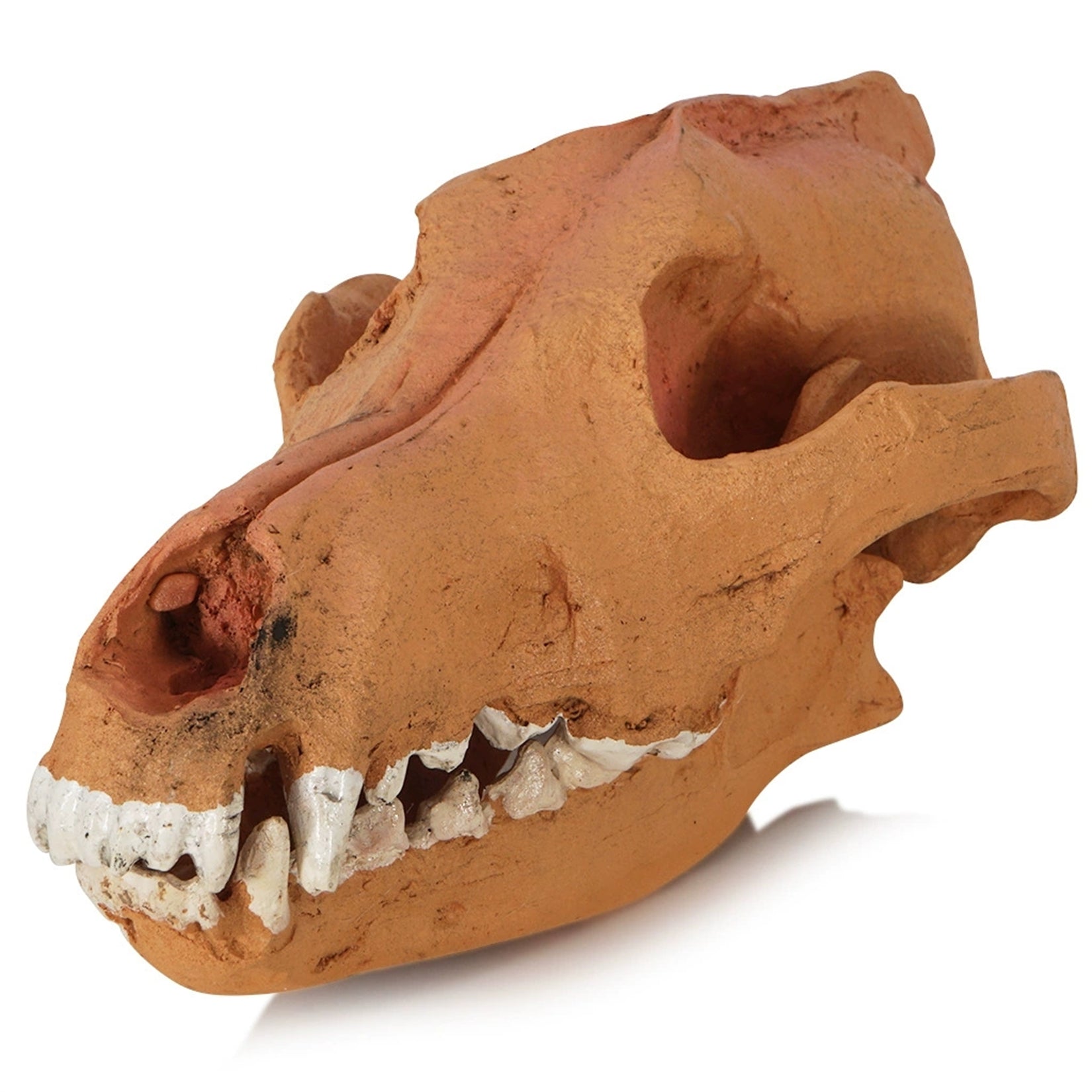 1:1 Scale Wolf Skull  Model