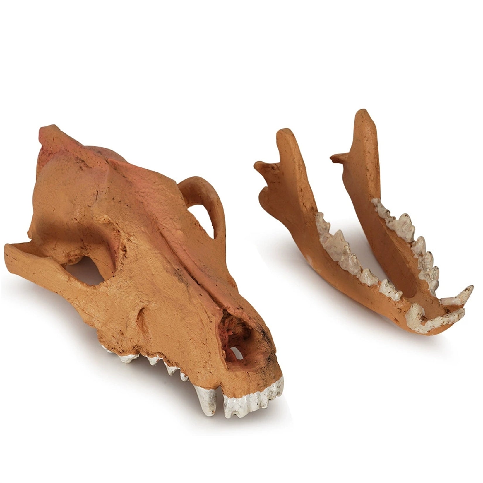 1:1 Scale Wolf Skull  Model