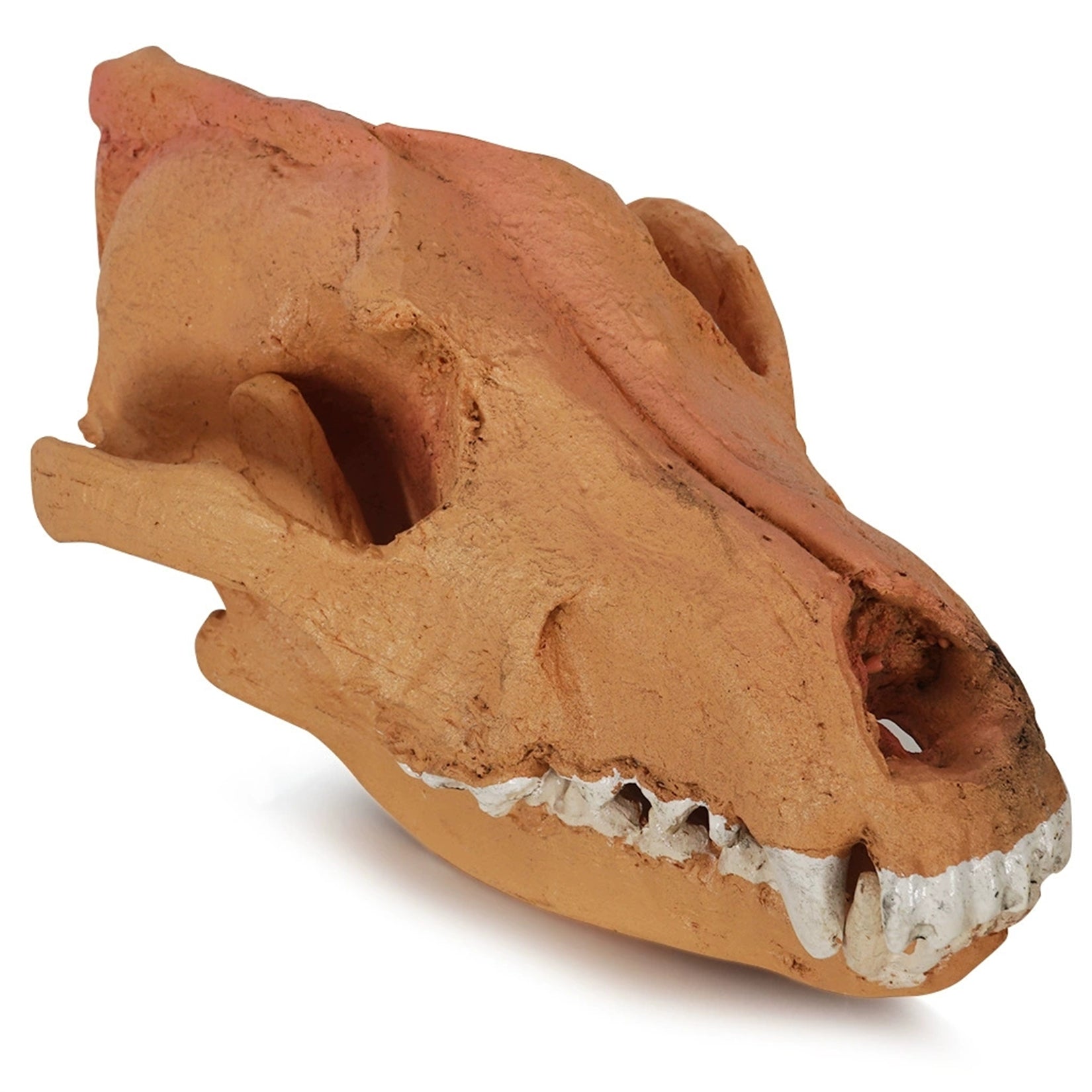 1:1 Scale Wolf Skull  Model