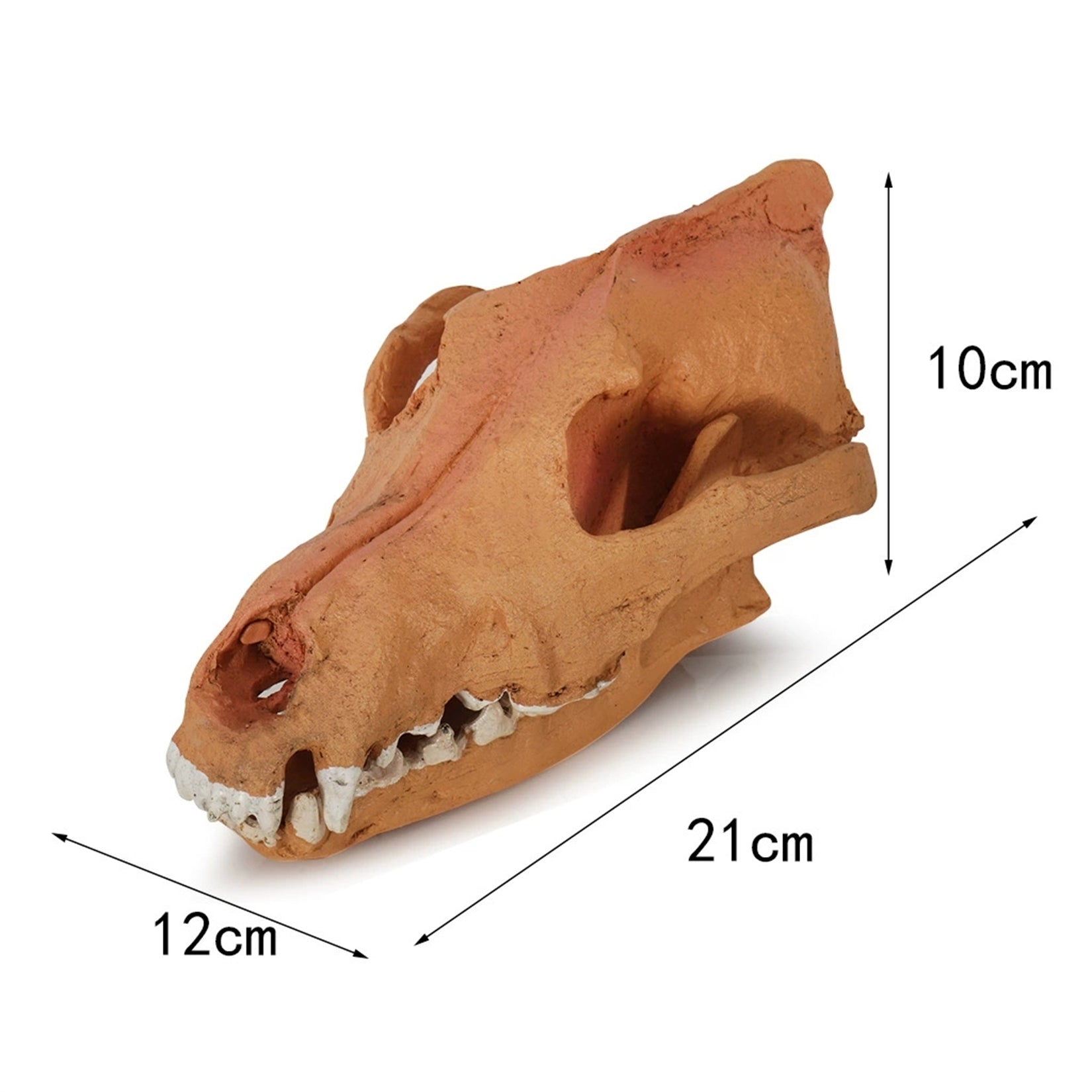 1:1 Scale Wolf Skull  Model