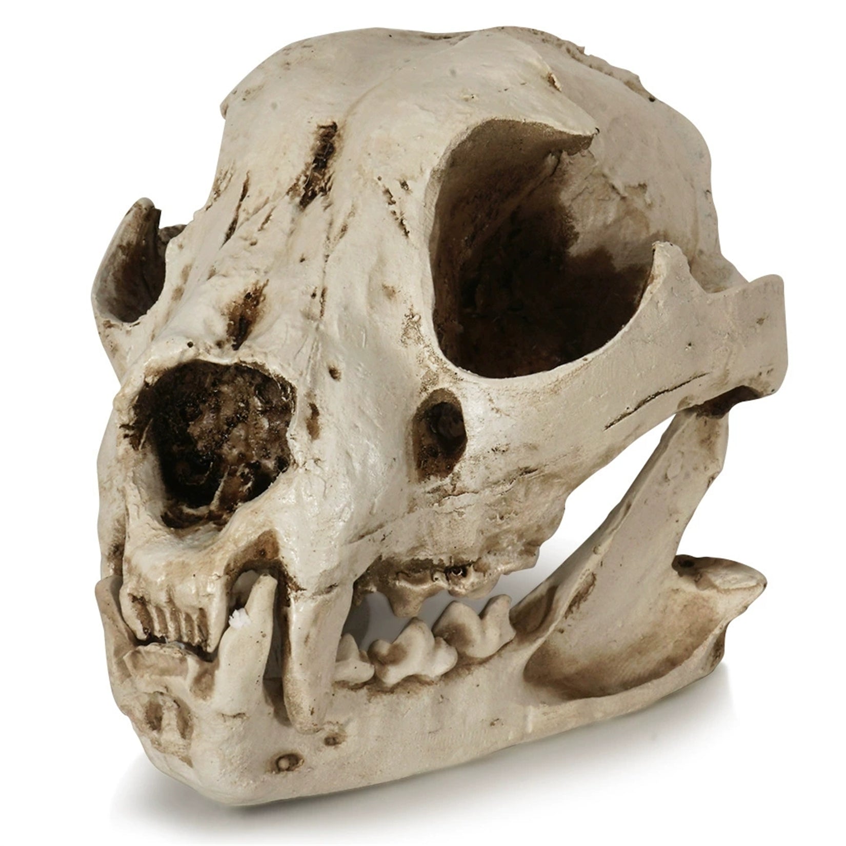 Resin Dog Skull Model