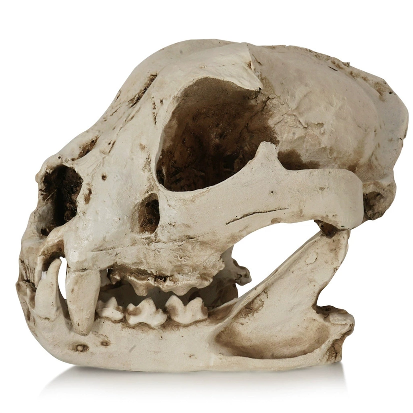 Resin Dog Skull Model