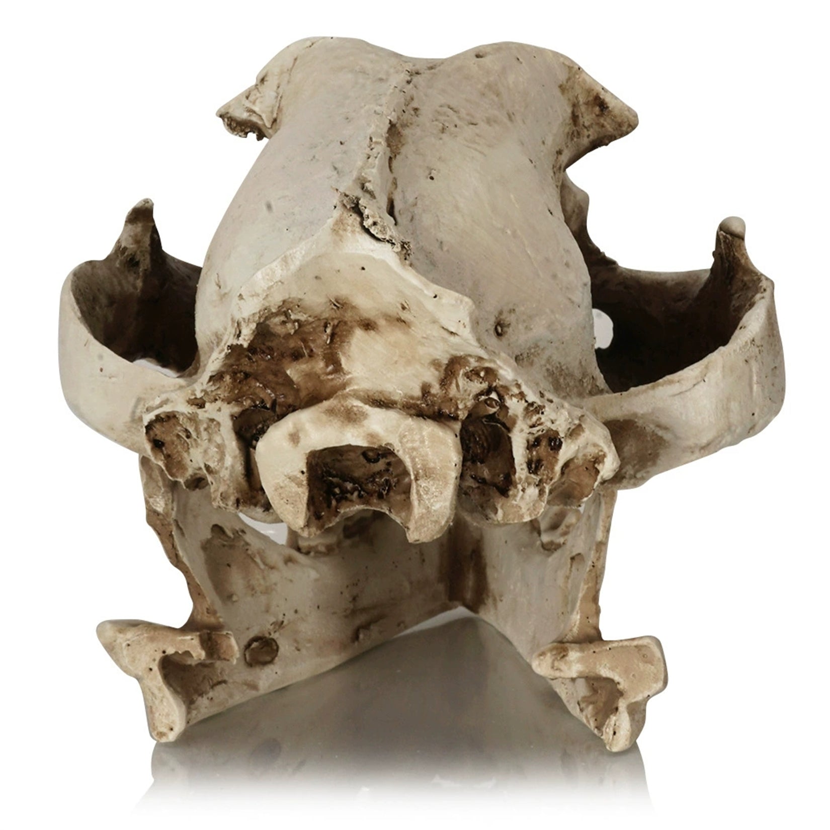 Resin Dog Skull Model