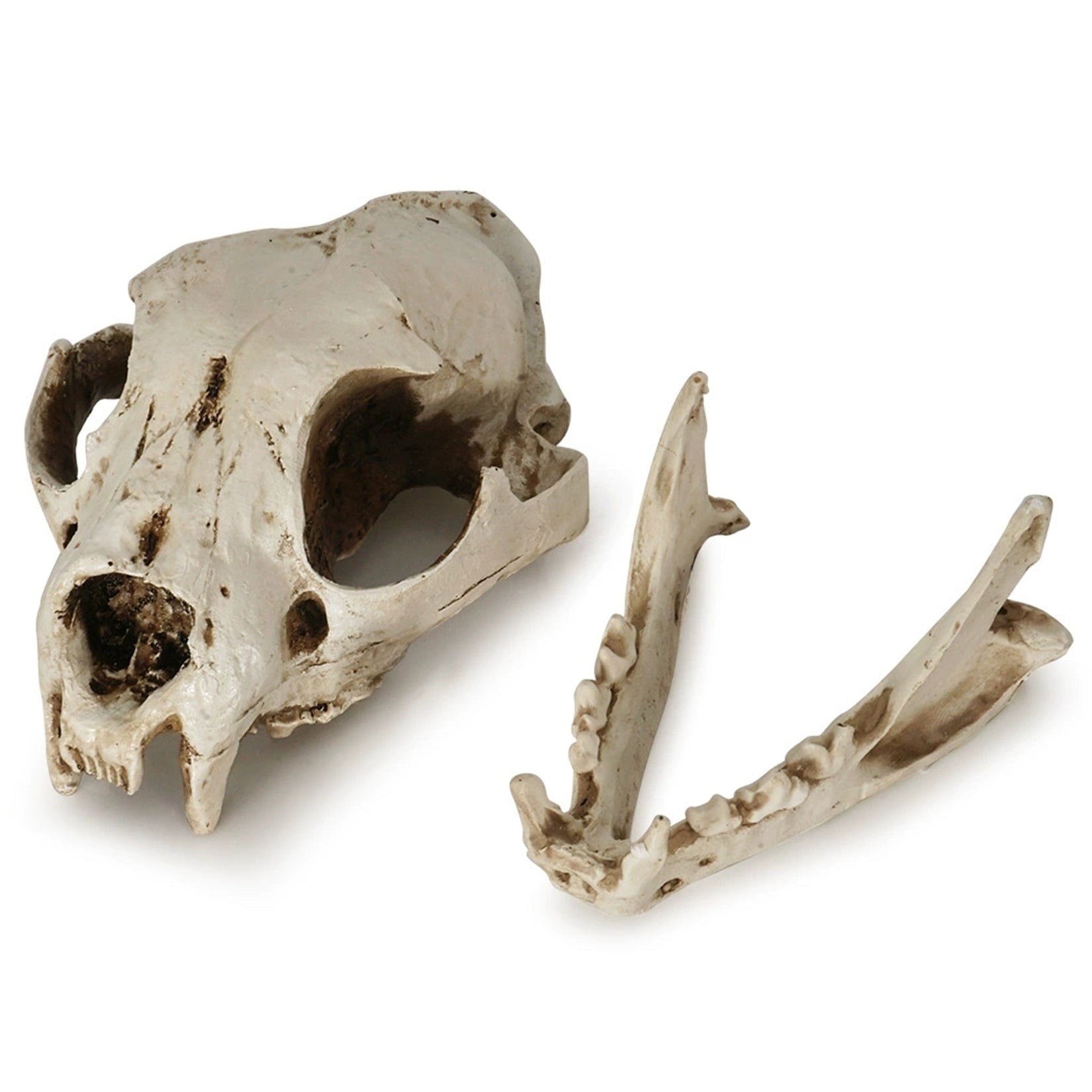 Resin Dog Skull Model