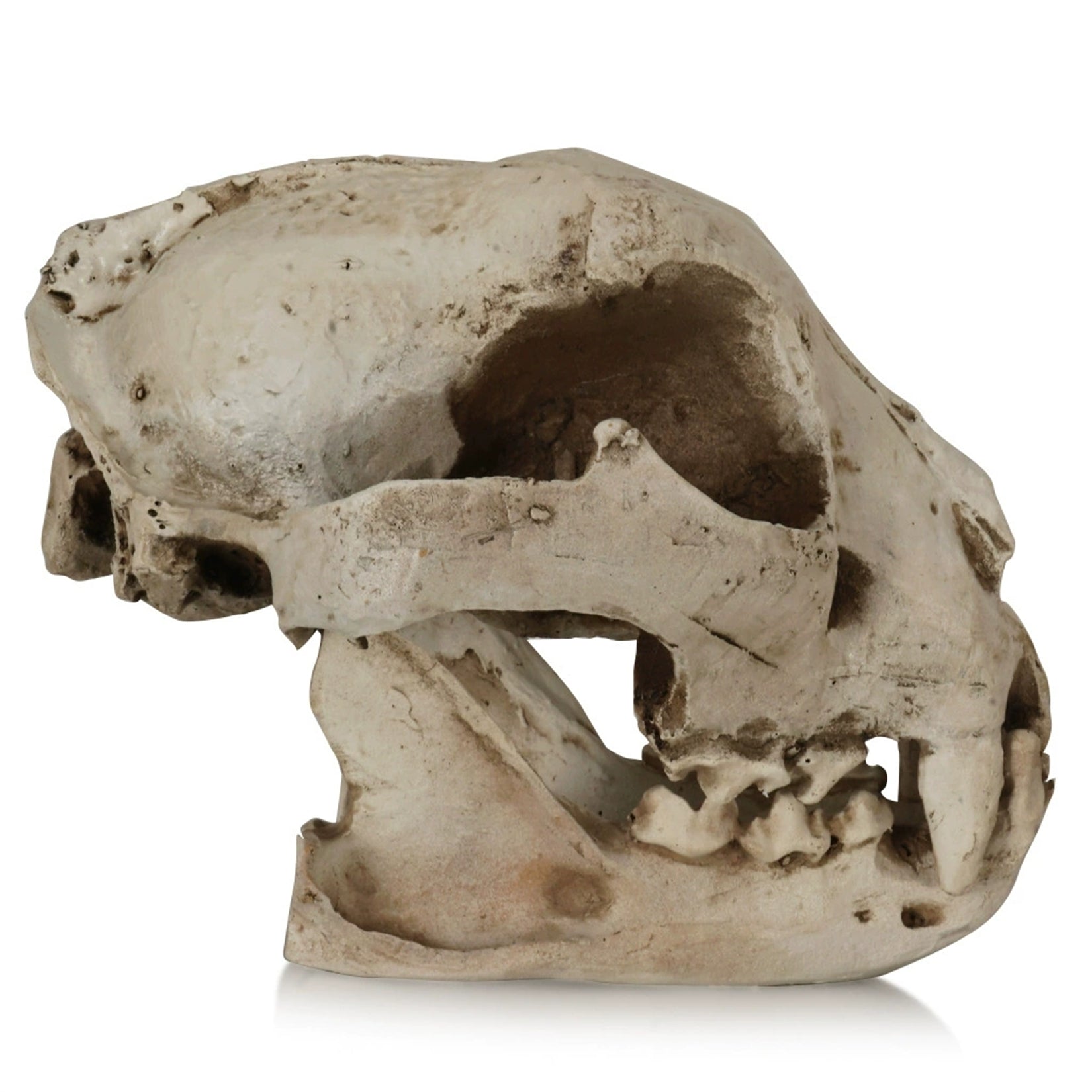 Resin Dog Skull Model
