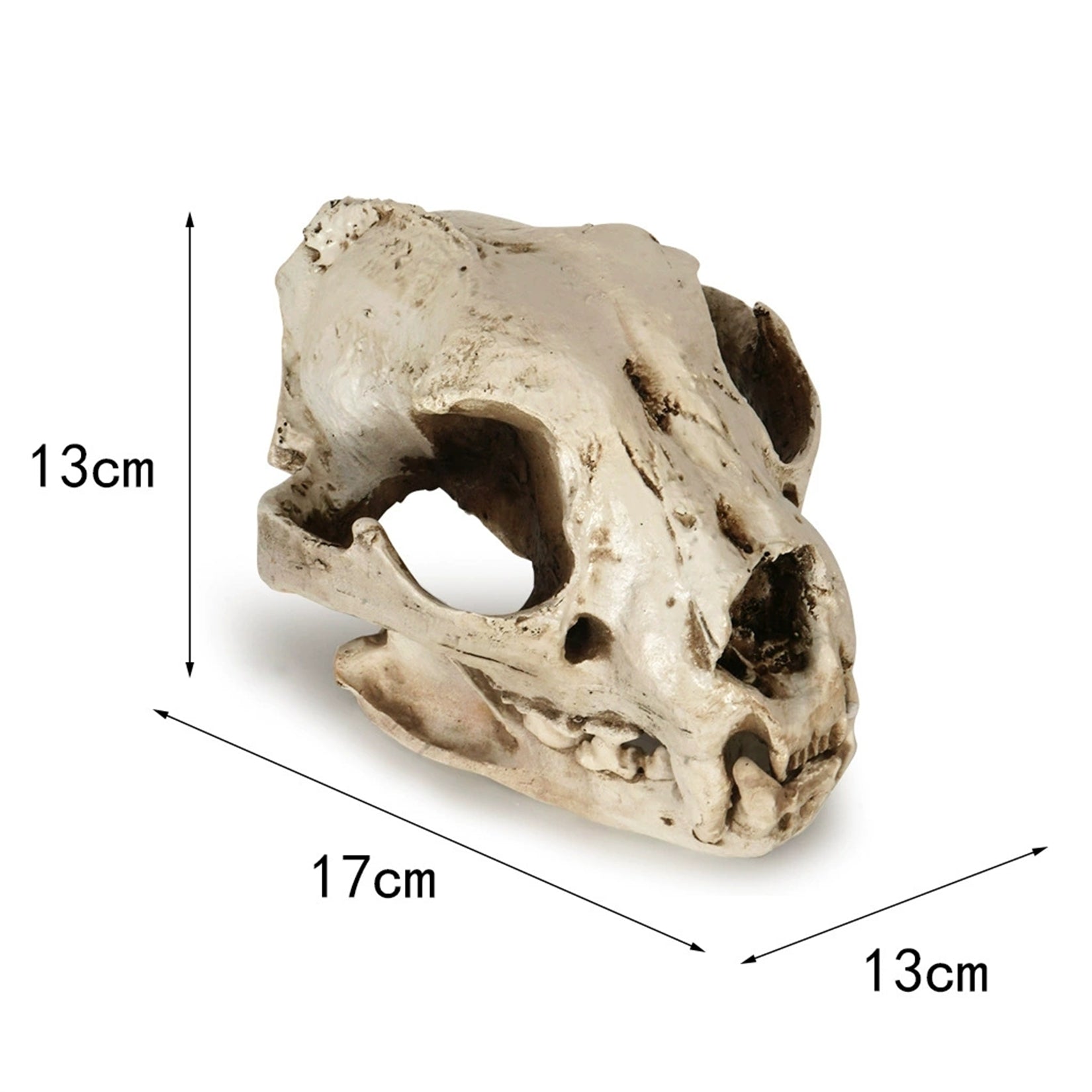 Resin Dog Skull Model