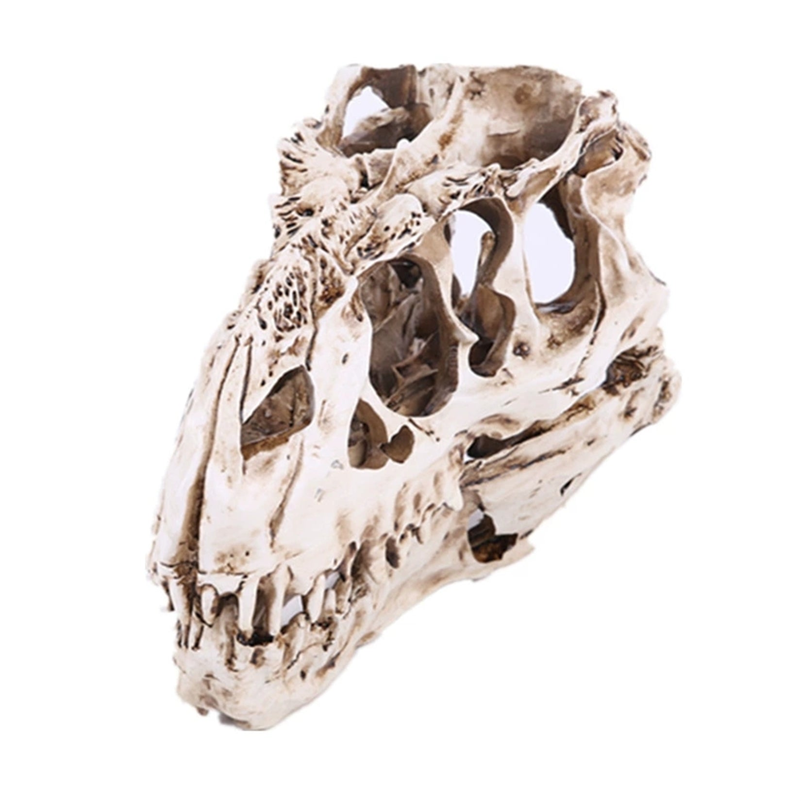 Tyrannosaurus Rex Skull Model