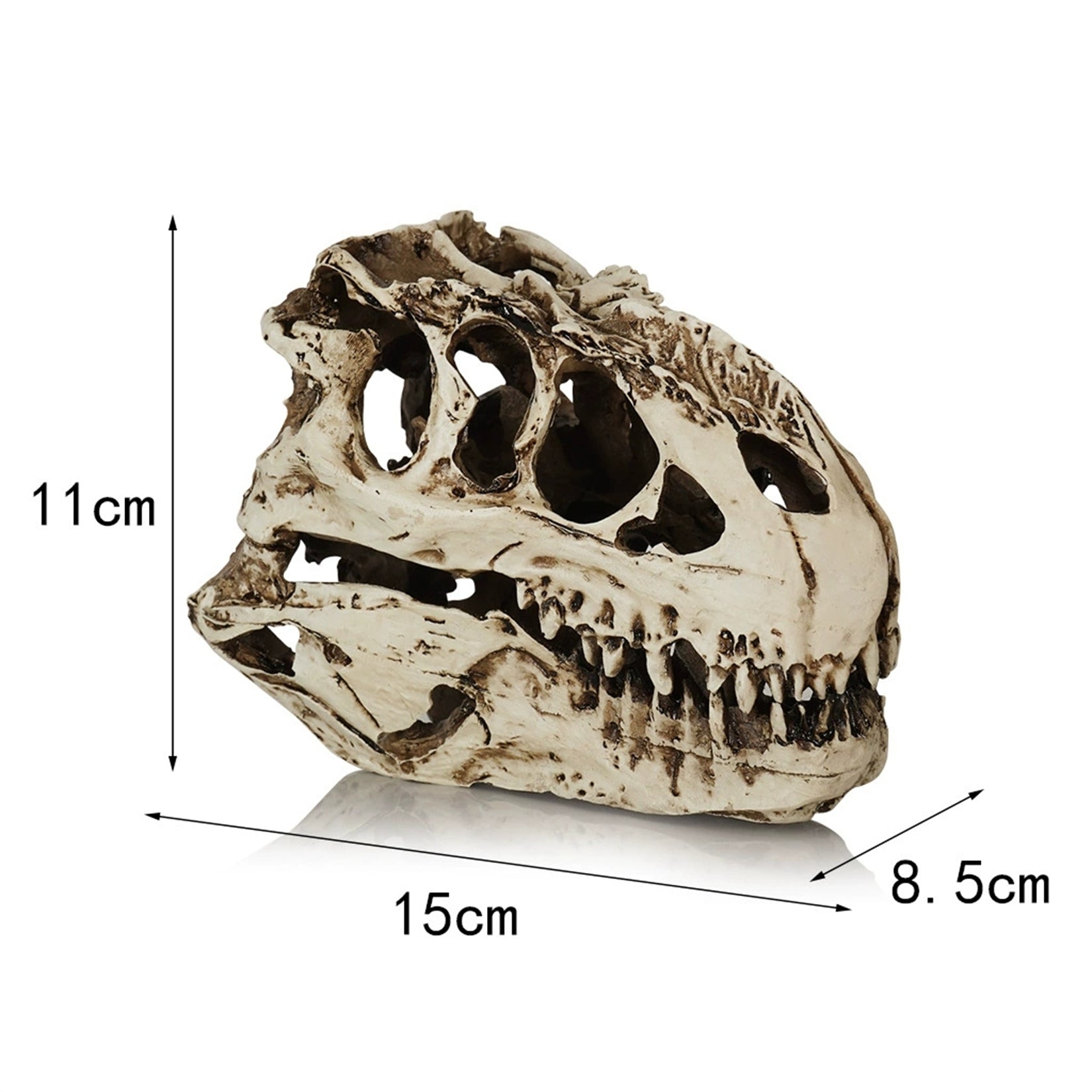 Tyrannosaurus Rex Skull Model