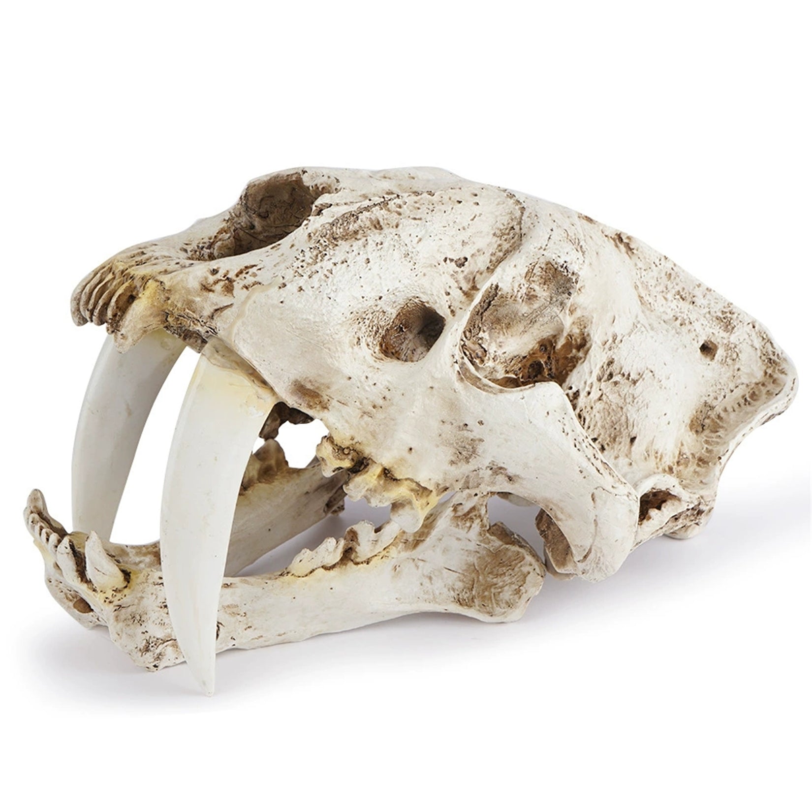 Resin Sabre-Toothed Tiger Skull Model