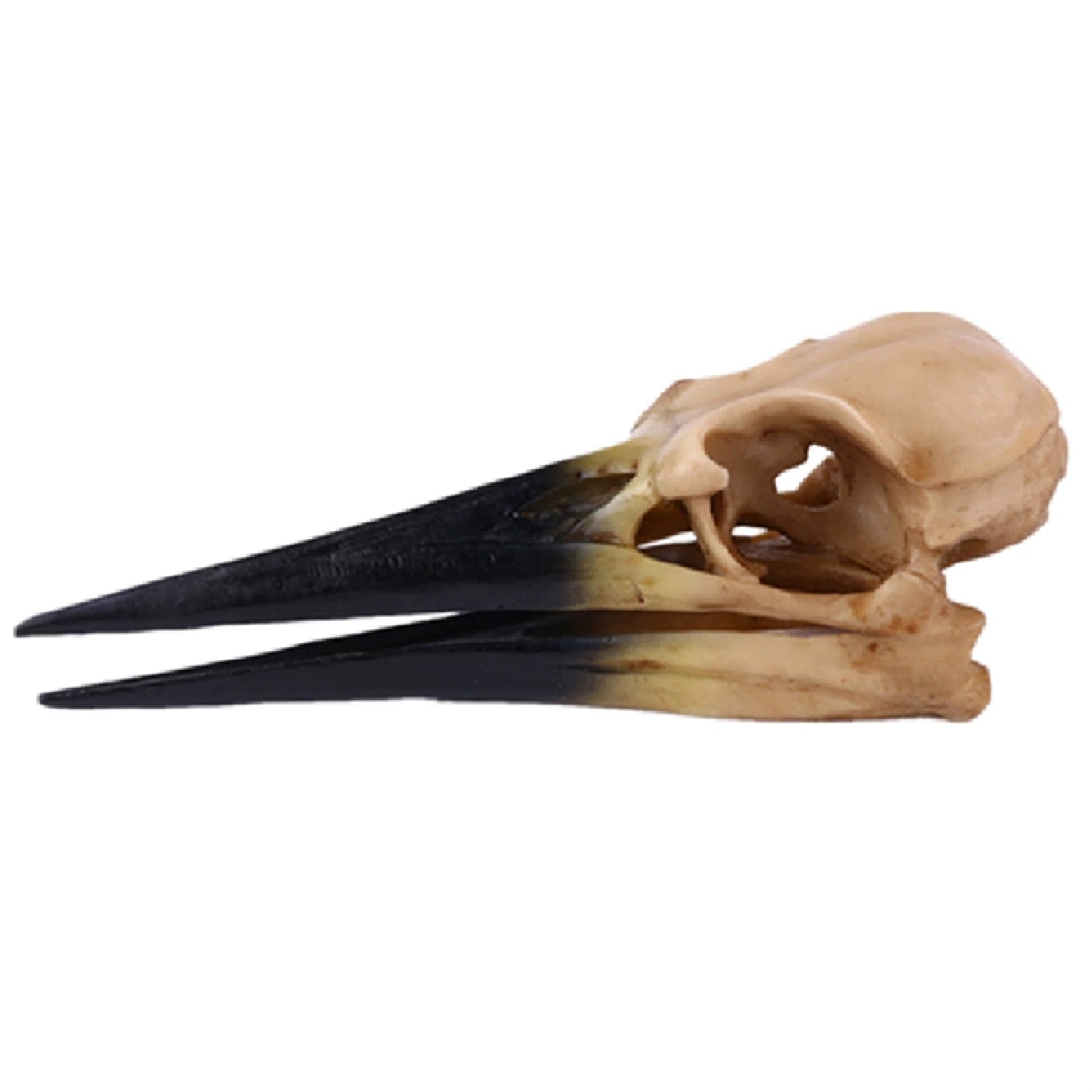 Resin  Dinosaur Bird Skull Model