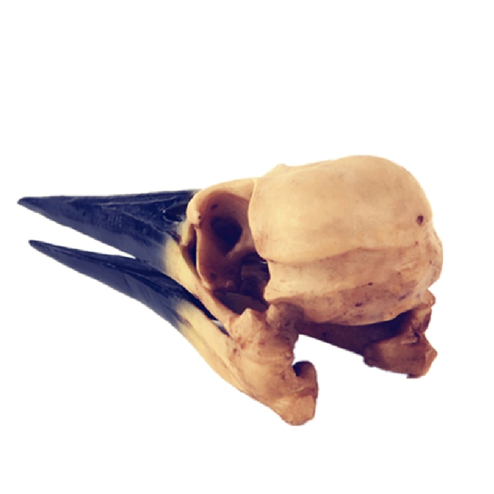 Resin  Dinosaur Bird Skull Model
