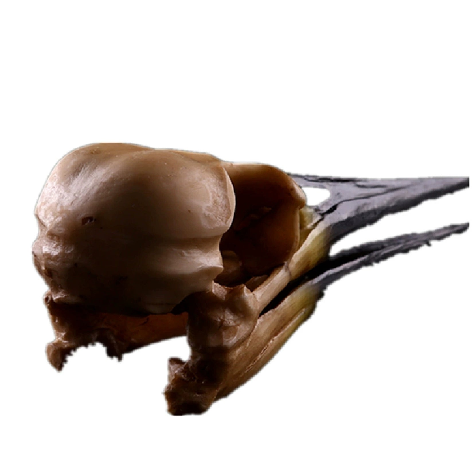 Schildkröten-Serie Tiermodell 