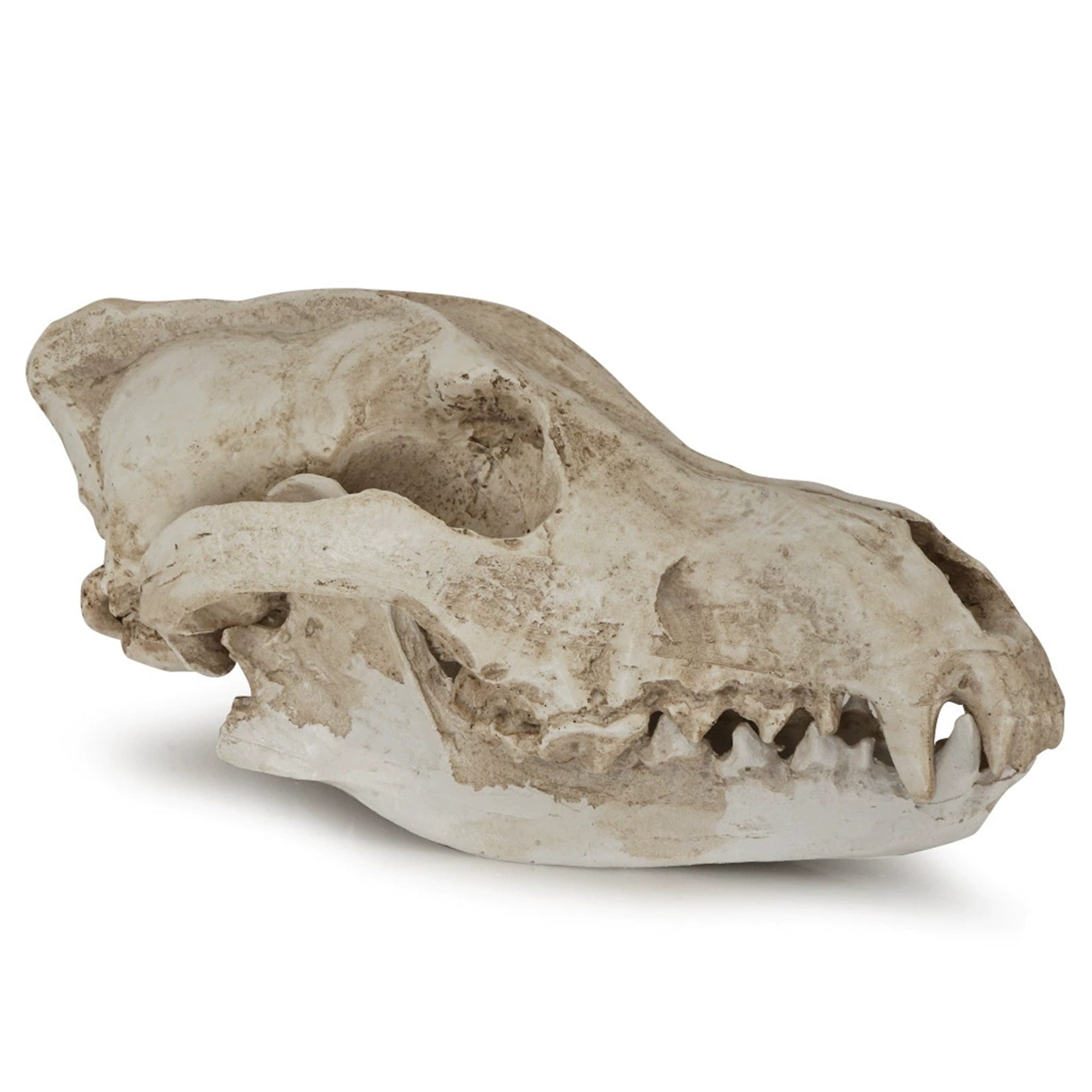 Schildkröten-Serie Tiermodell 