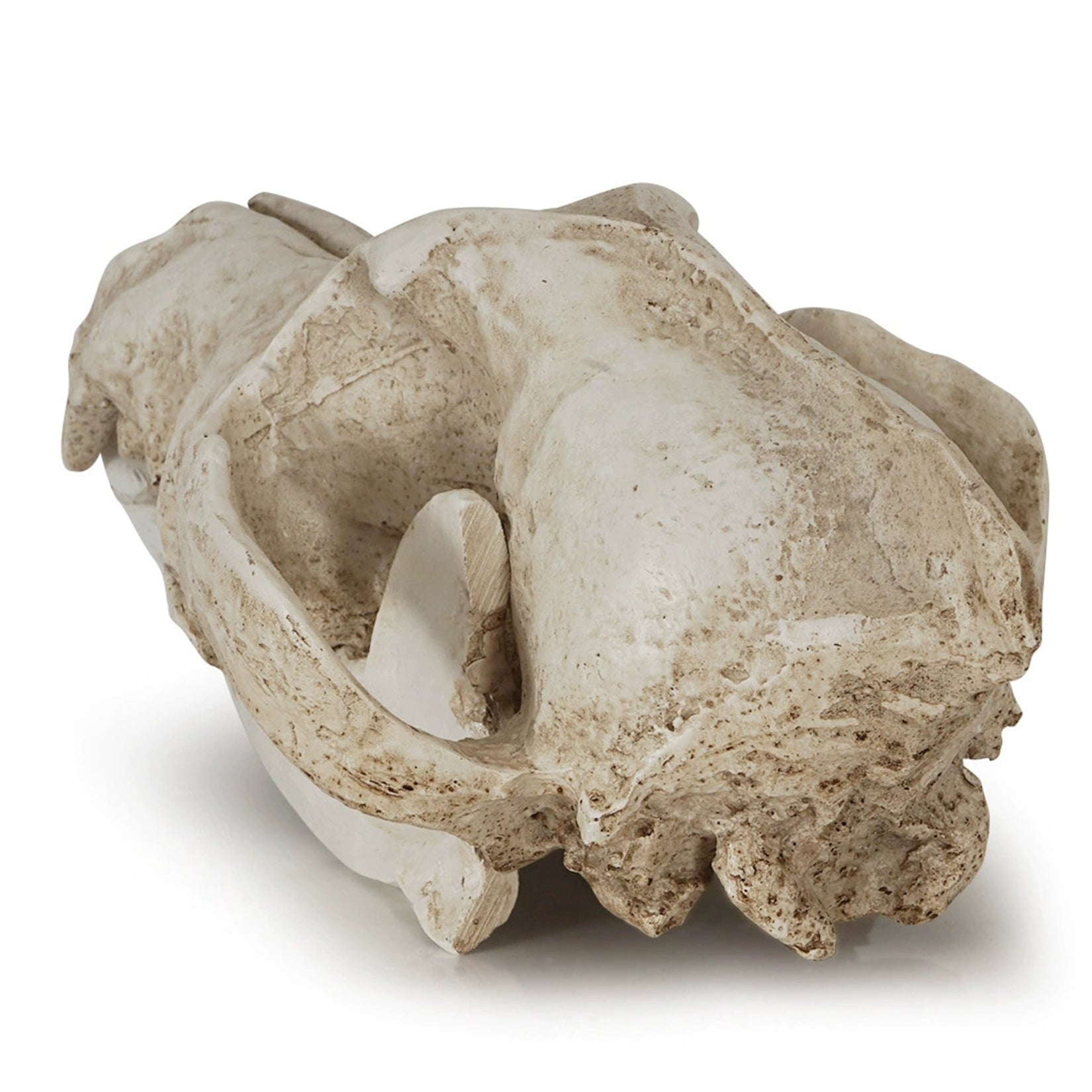 Schildkröten-Serie Tiermodell 