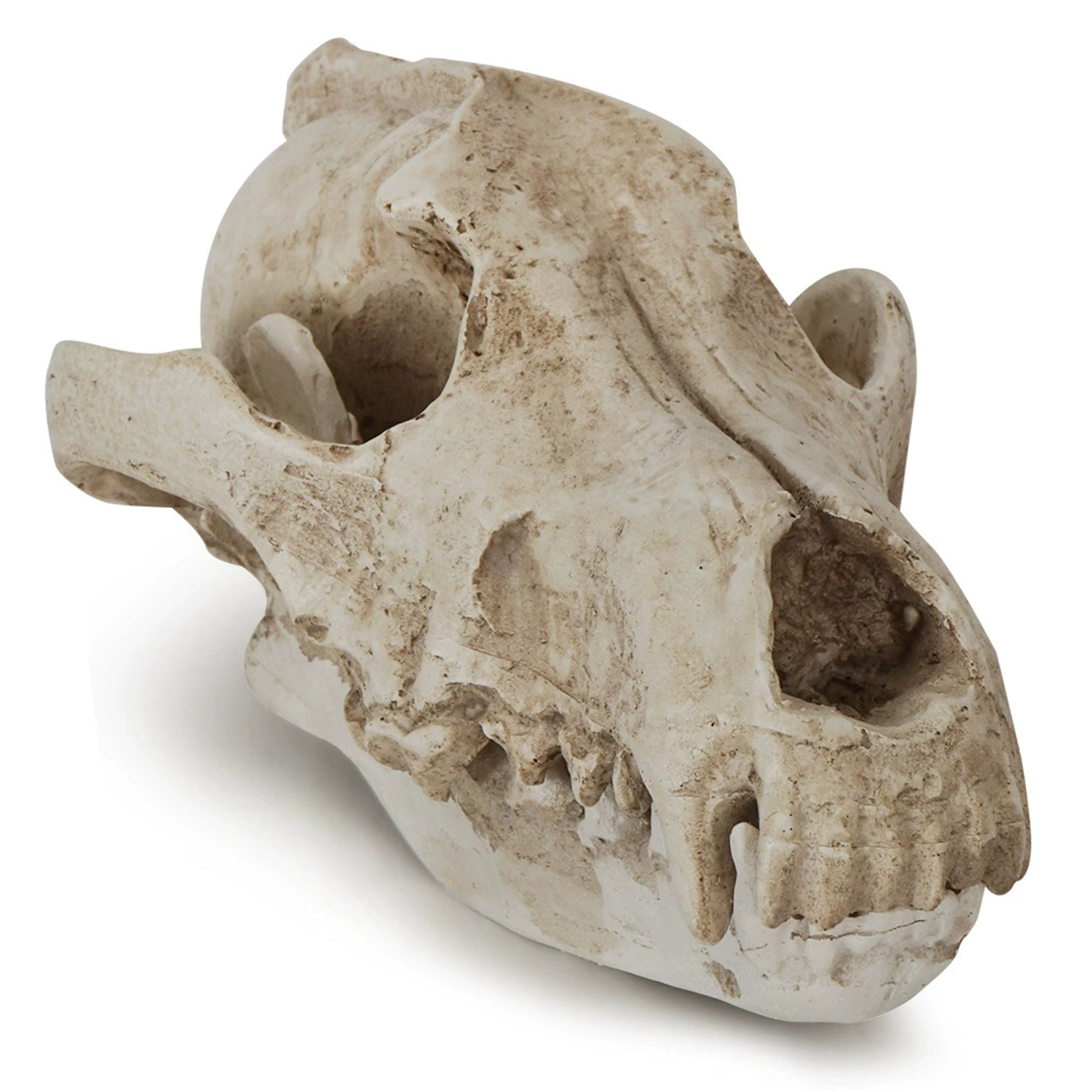 Schildkröten-Serie Tiermodell 