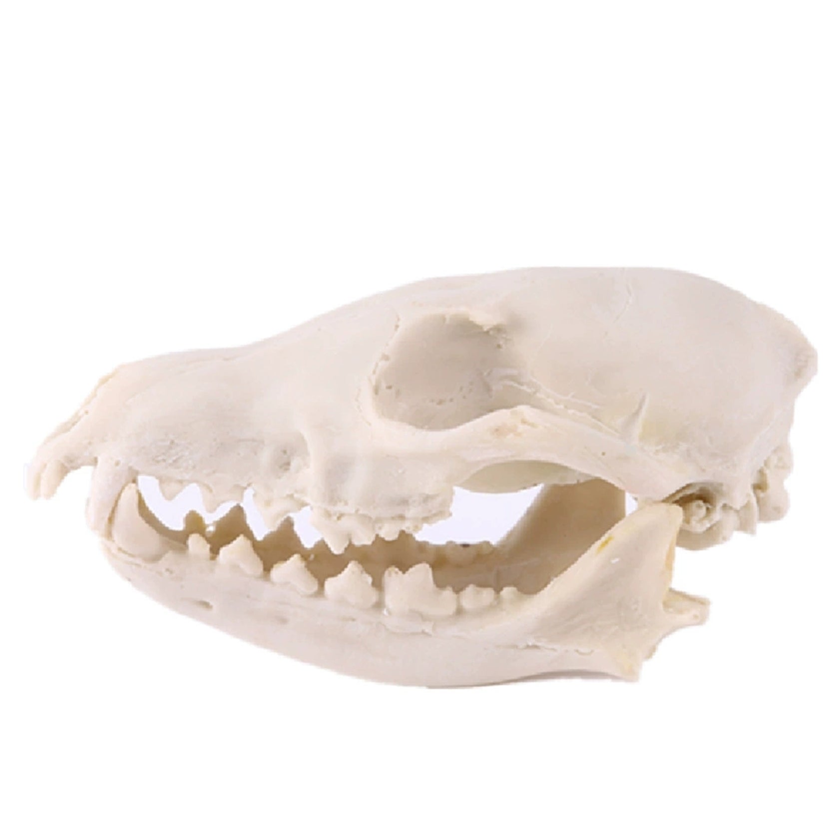 Schildkröten-Serie Tiermodell 