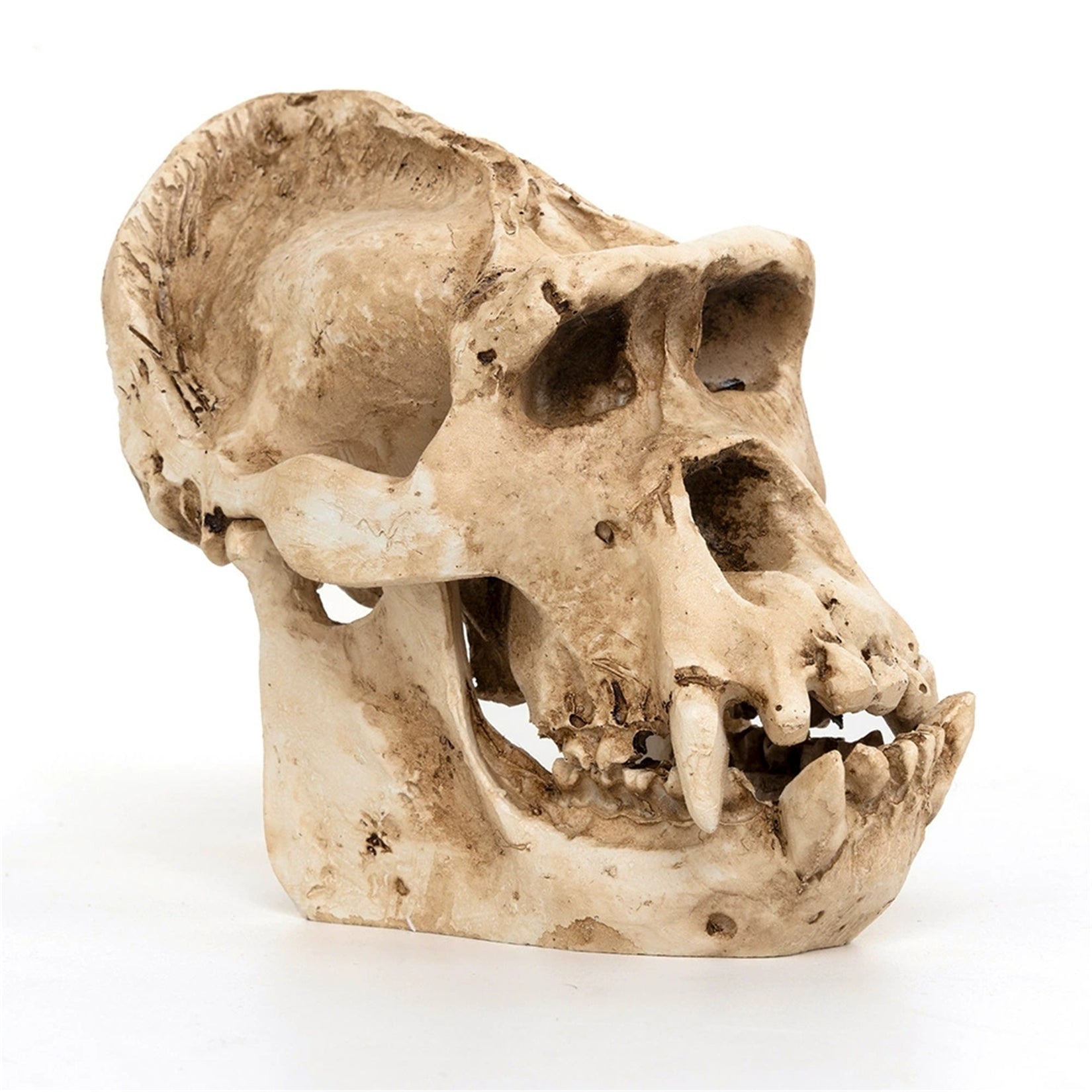 Schildkröten-Serie Tiermodell 