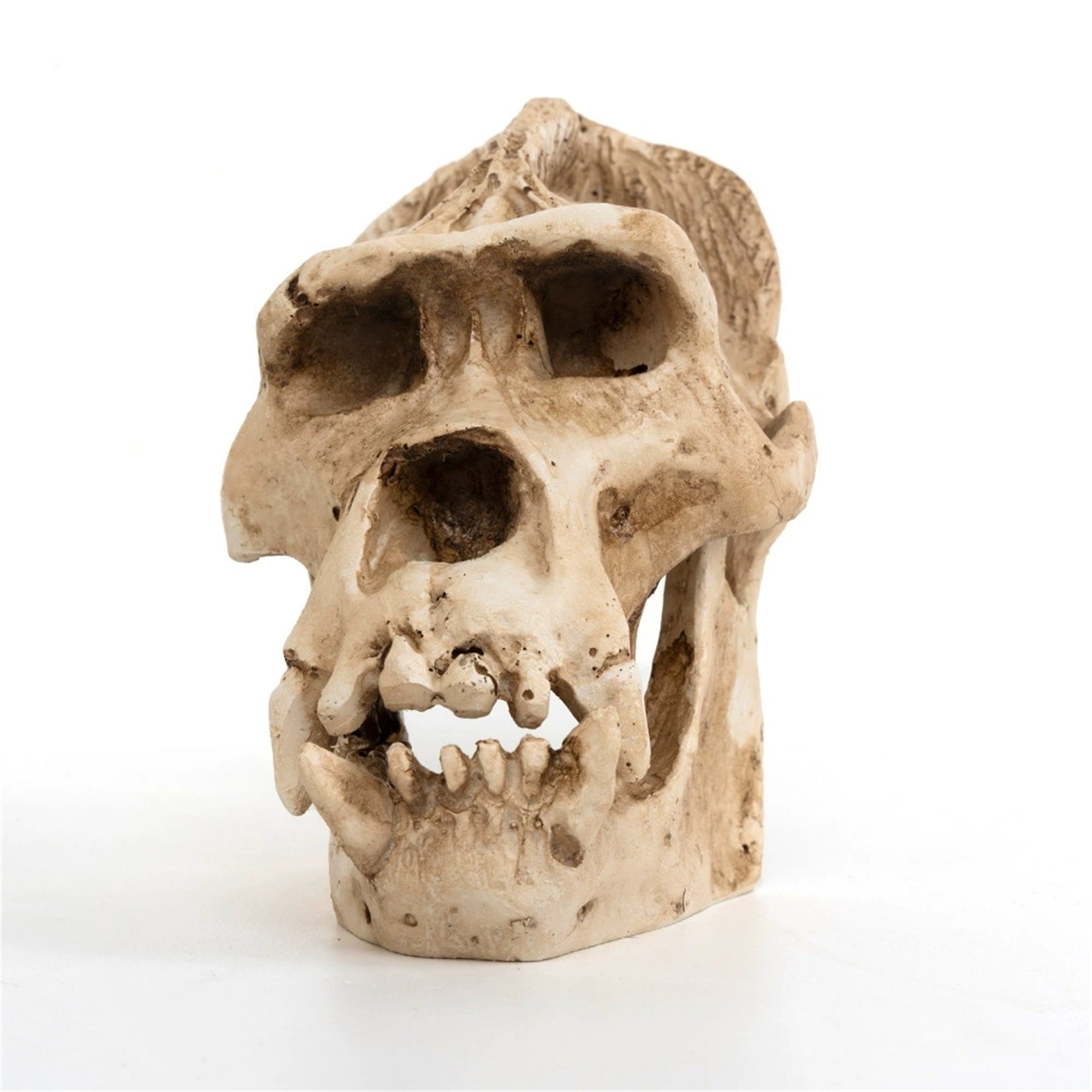 Schildkröten-Serie Tiermodell 