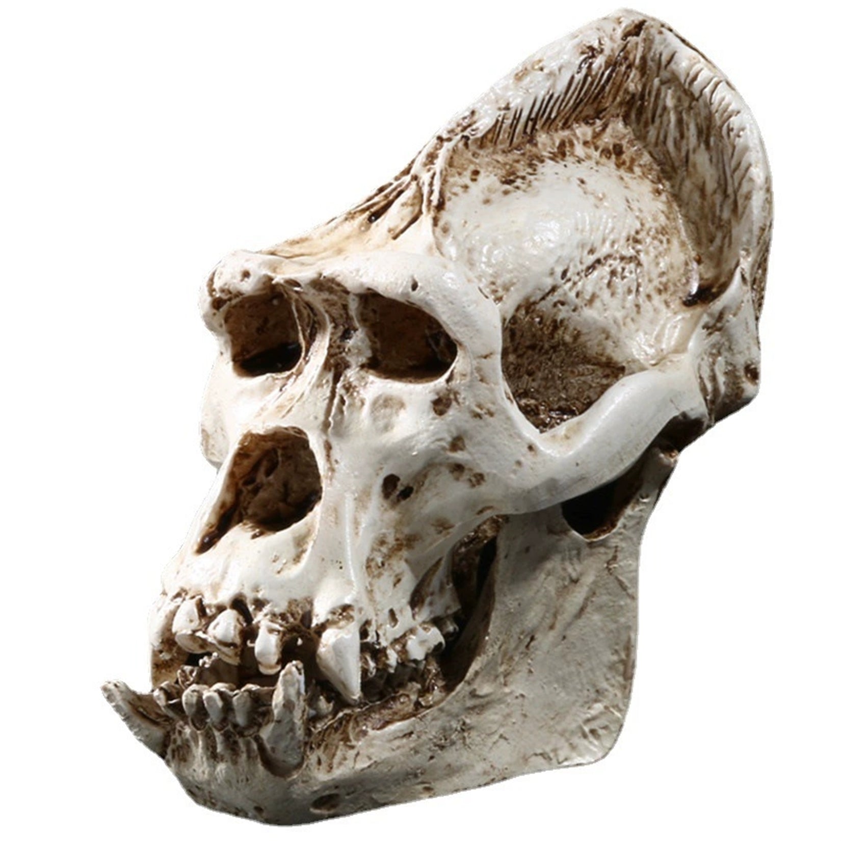 Schildkröten-Serie Tiermodell 