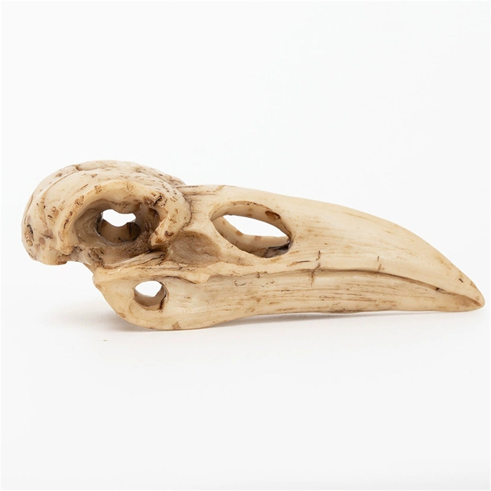 Crow Skull Model Bird Head Figure