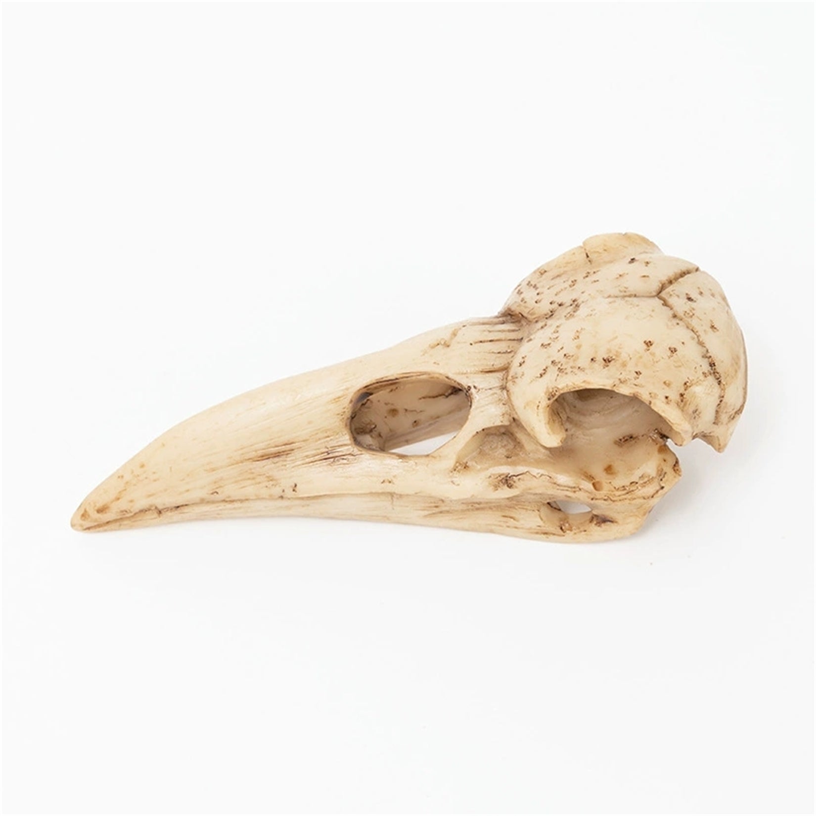 Crow Skull Model Bird Head Figure
