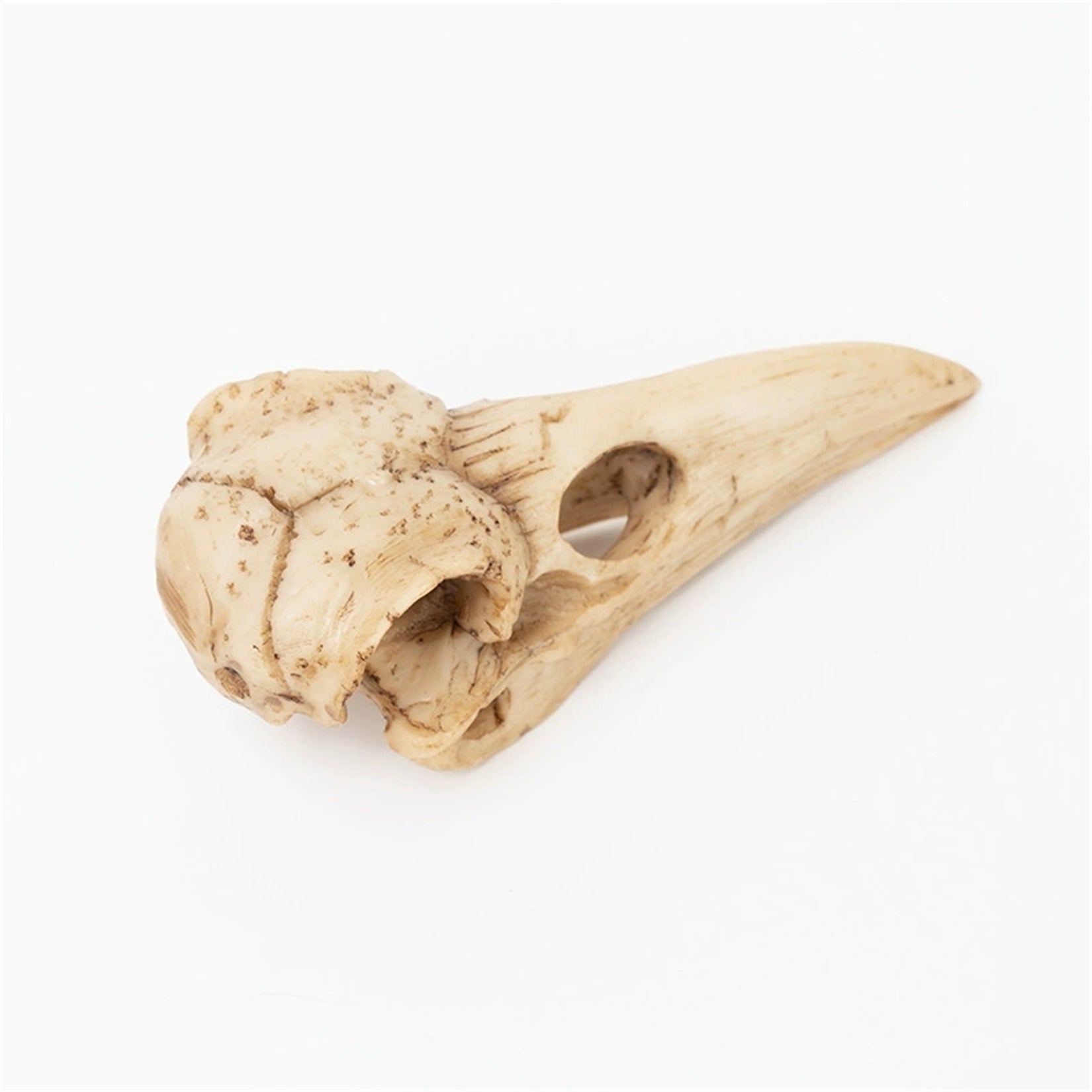Crow Skull Model Bird Head Figure