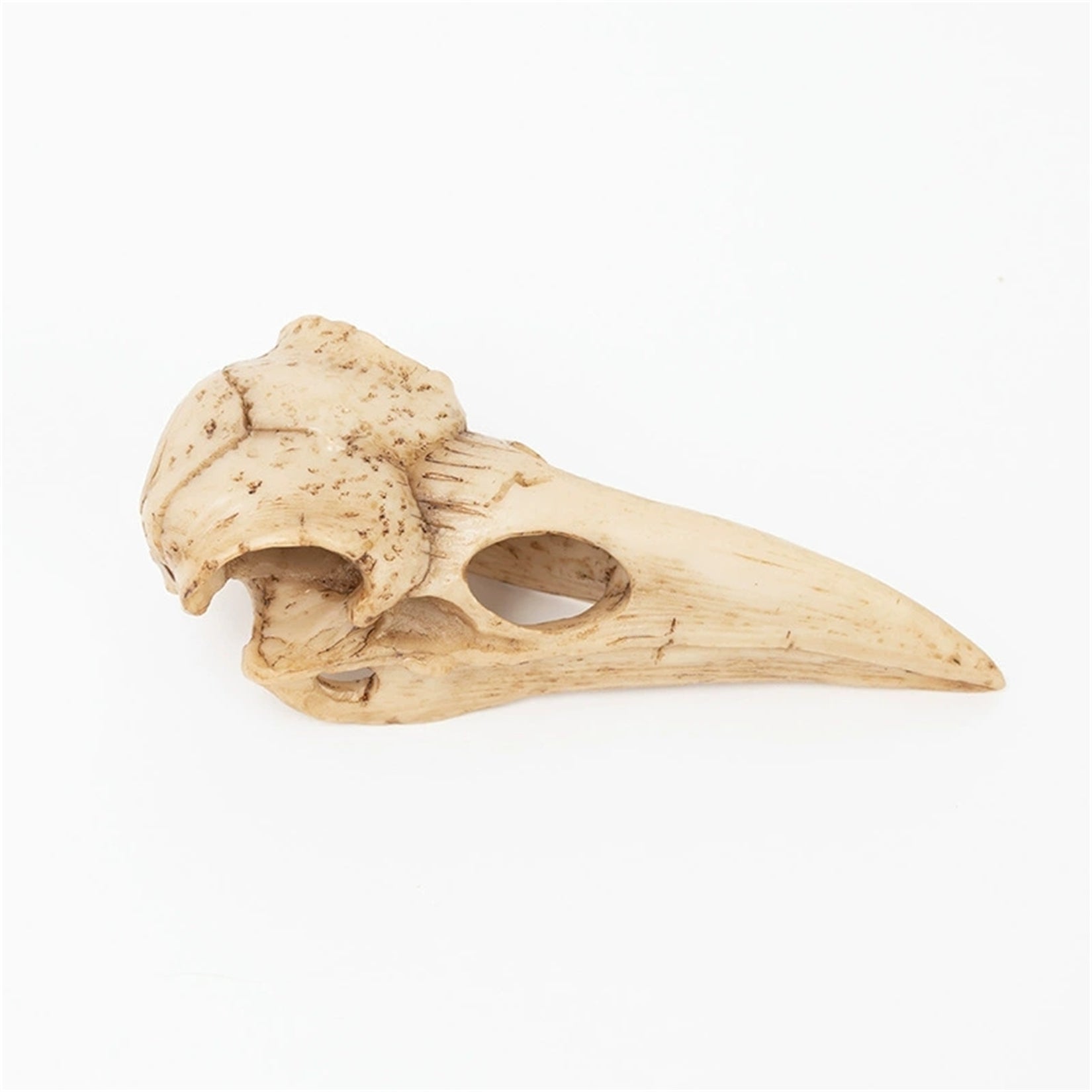 Crow Skull Model Bird Head Figure