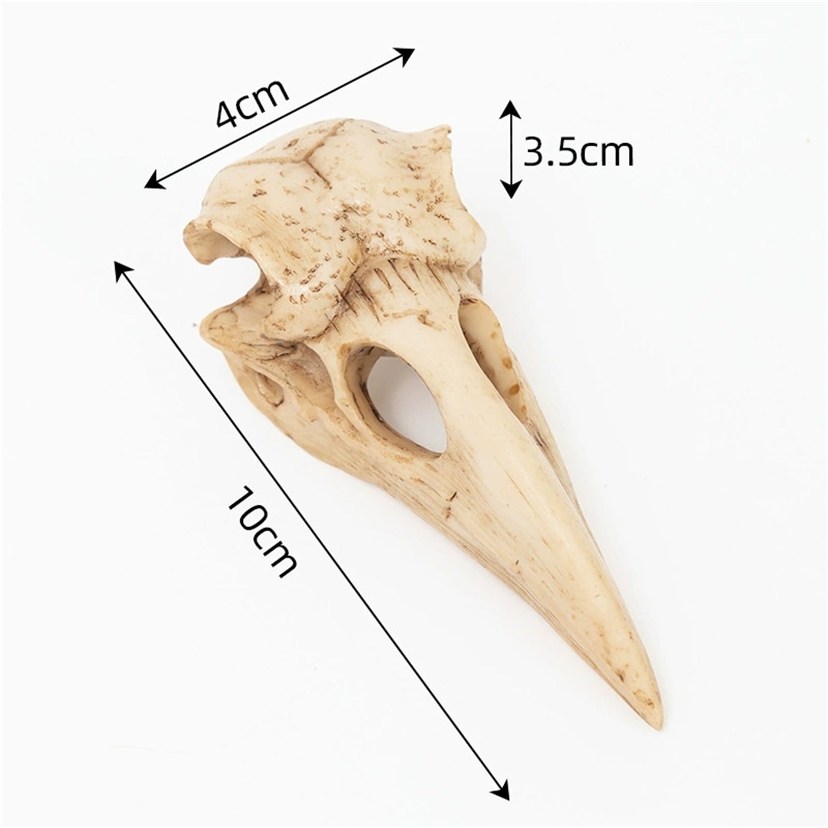 Crow Skull Model Bird Head Figure