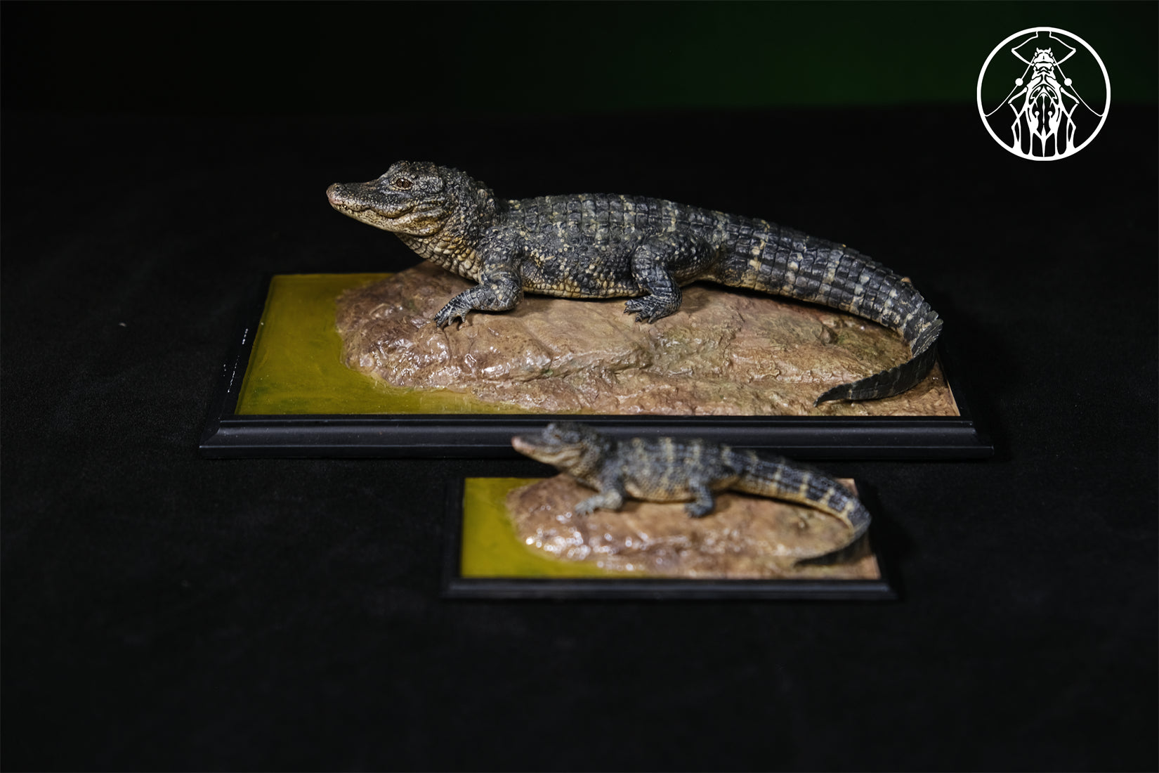 APHID STUDIO Chinese alligator sinensis Model