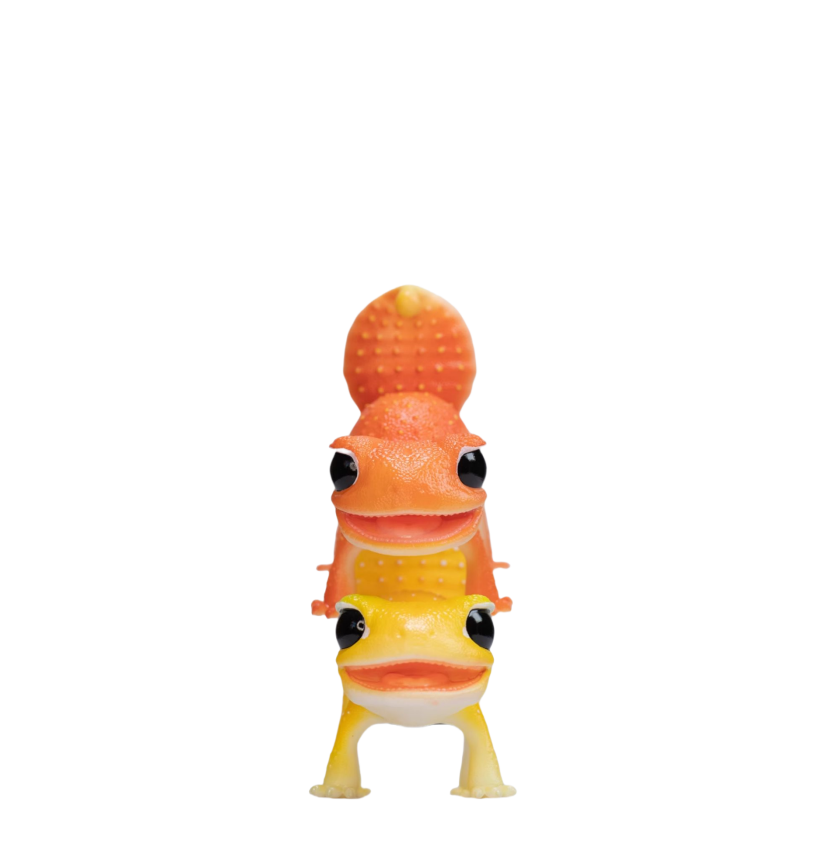 Nephrurus Levis Model Limited Edition