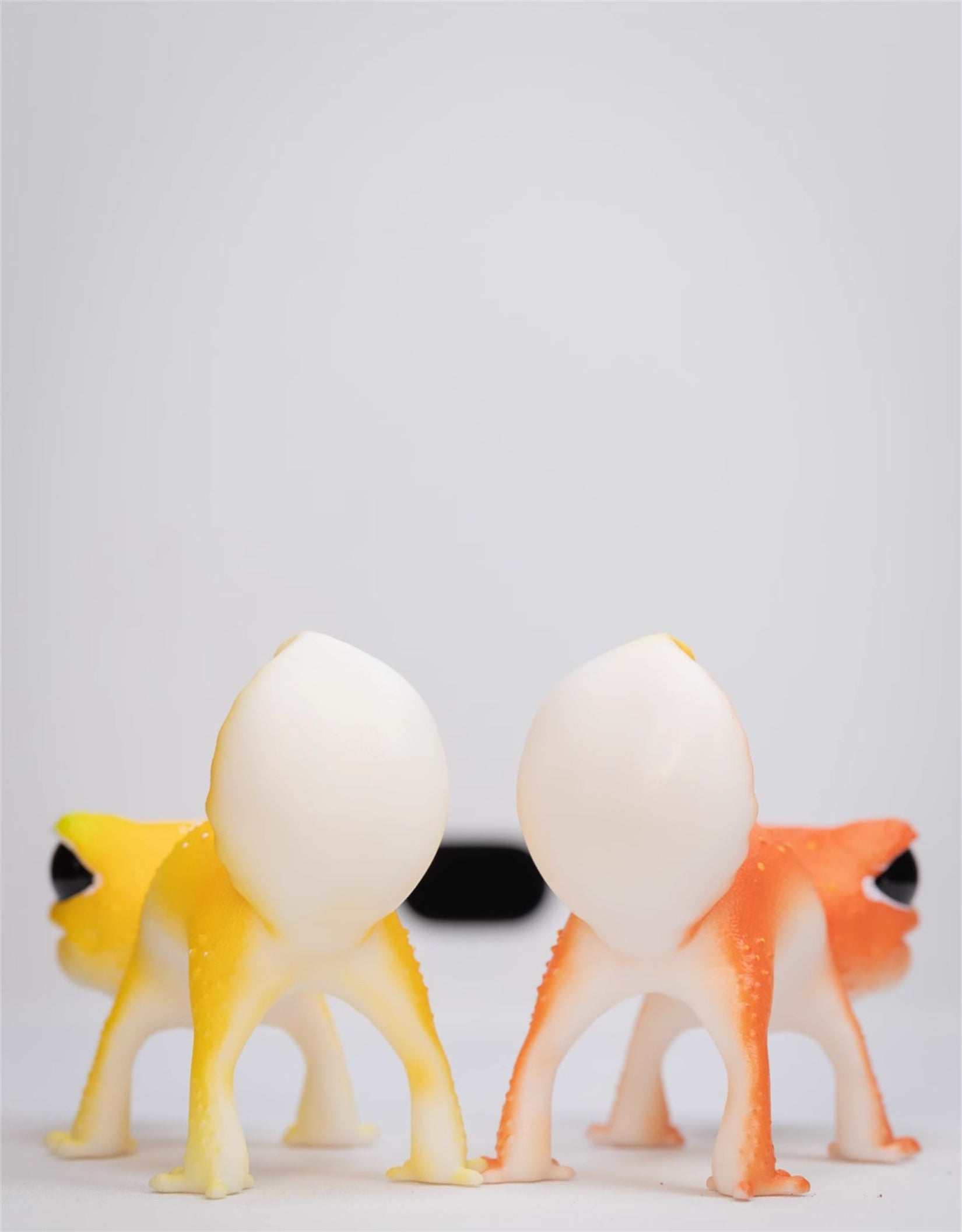 Nephrurus Levis Model Limited Edition