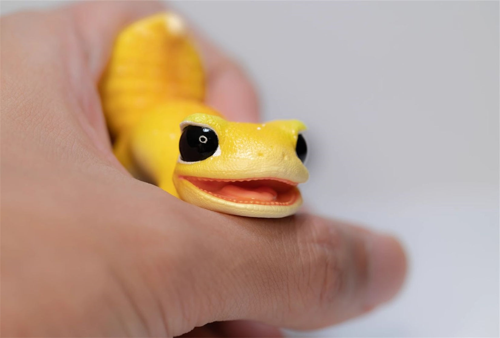 Nephrurus Levis Model Limited Edition