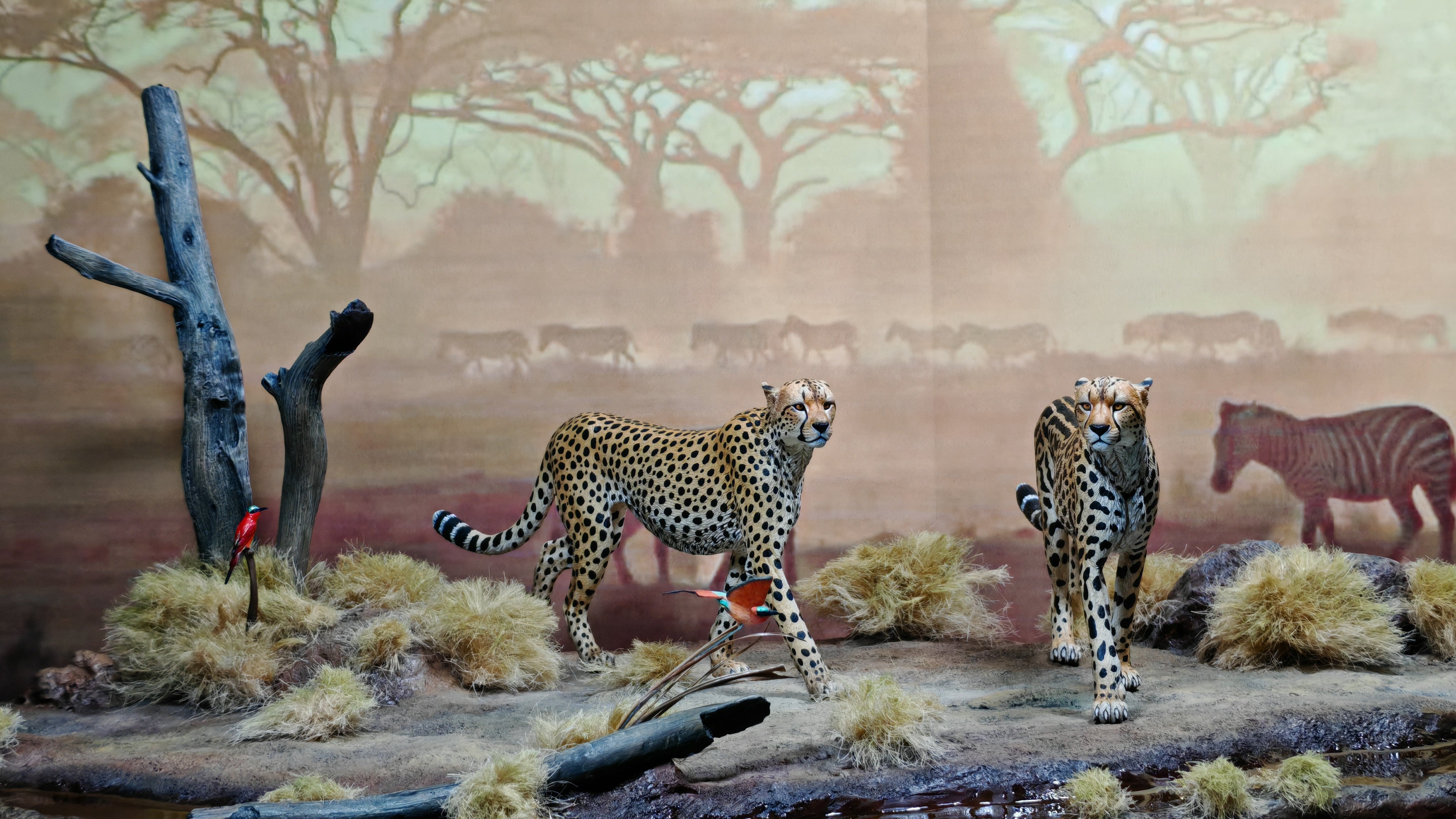 GuoXiong Studio Bushmen Cheetah Scene Model
